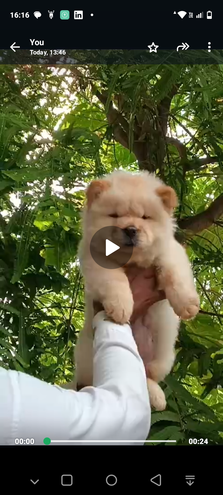 Chow chow