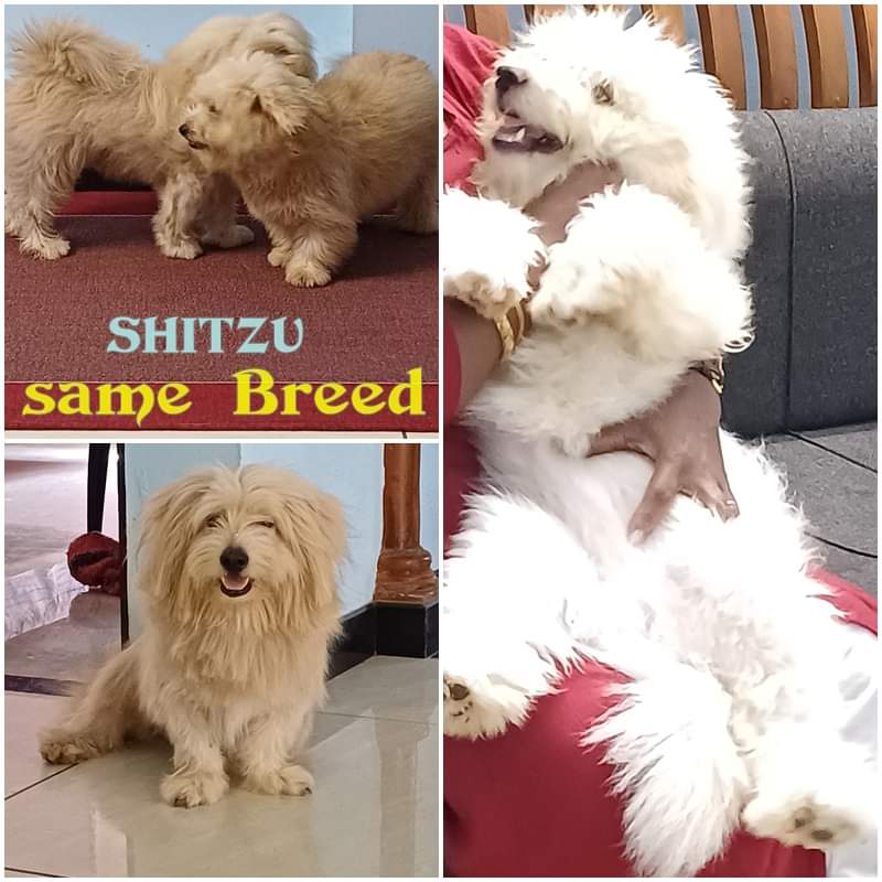 Shitzu
