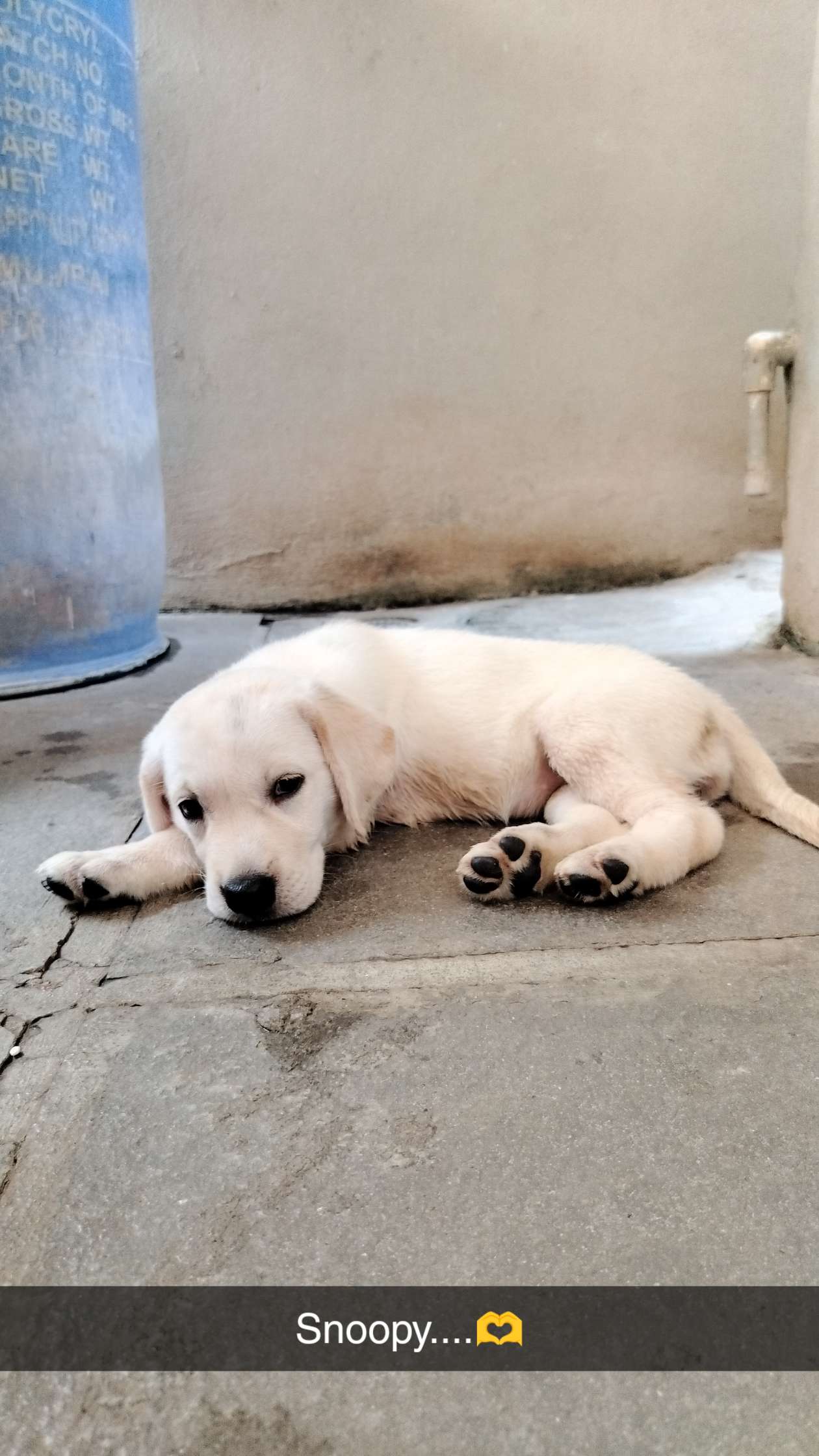 Labrador retriever