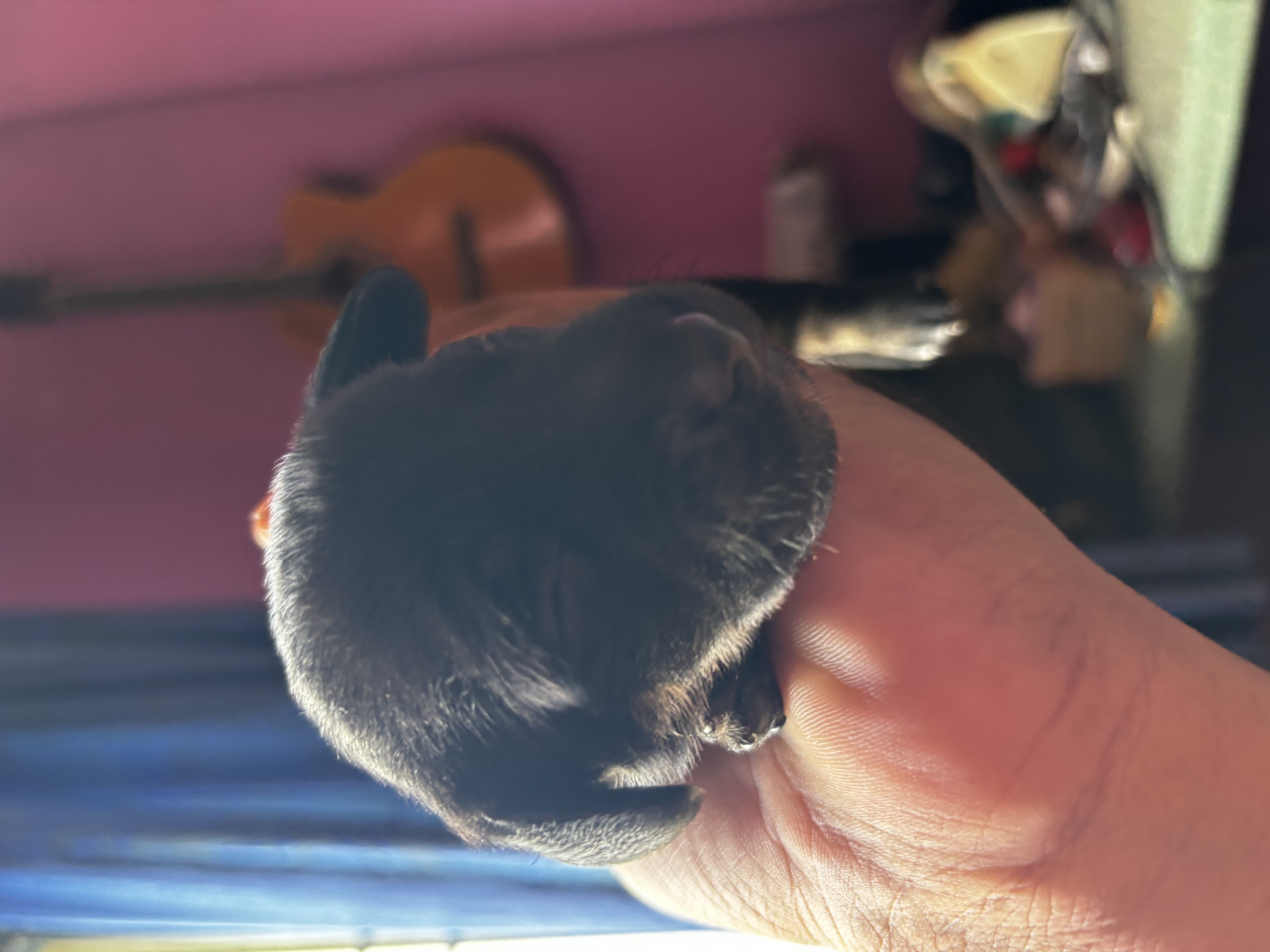Dachshund puppies