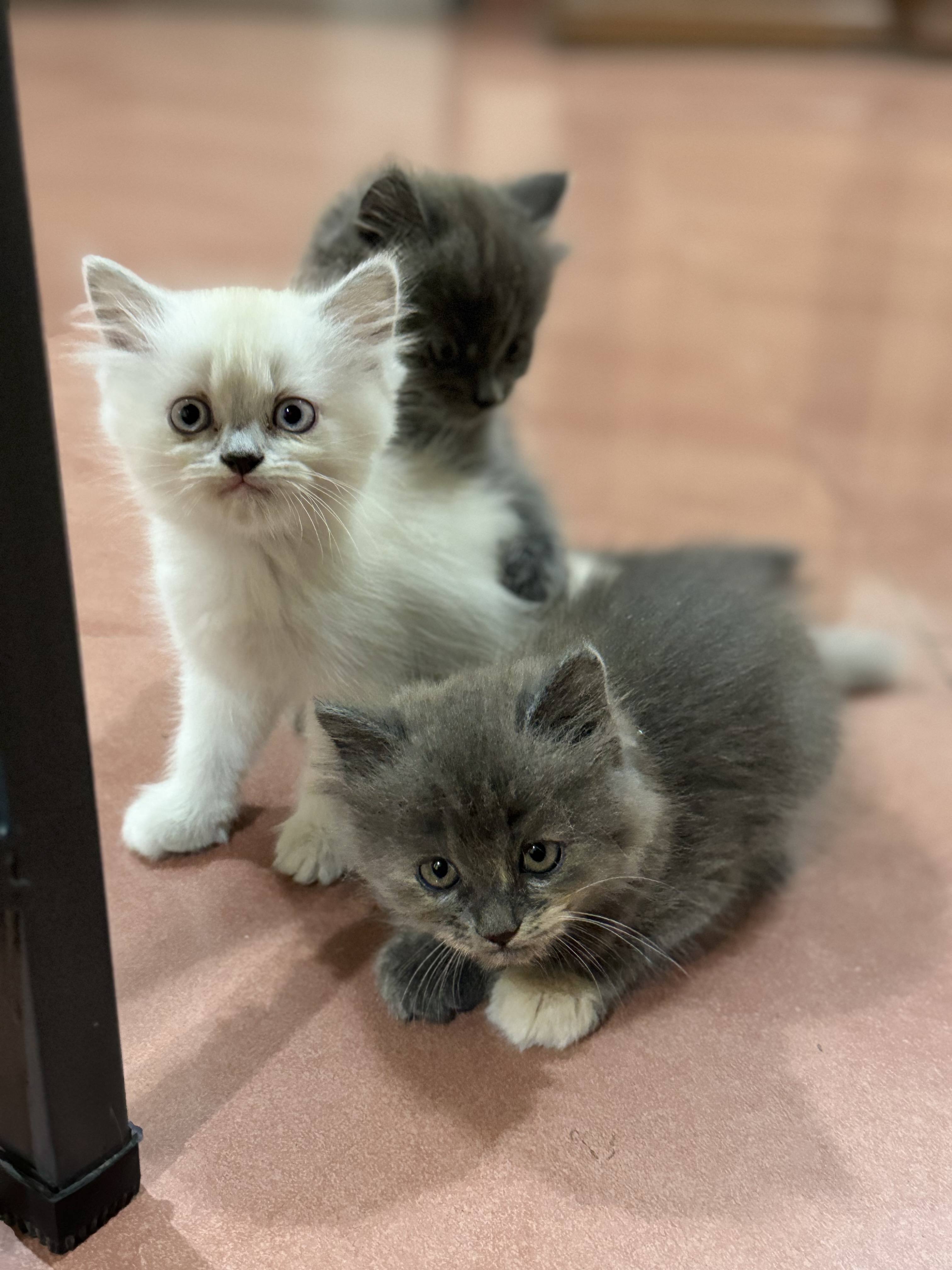 Persian Cat