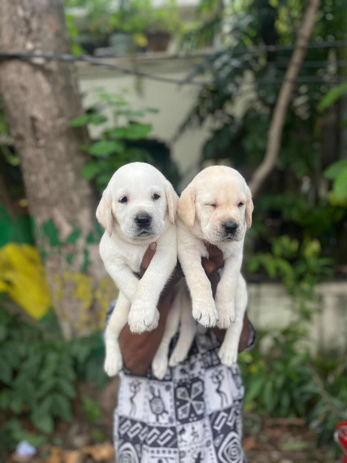 Lab