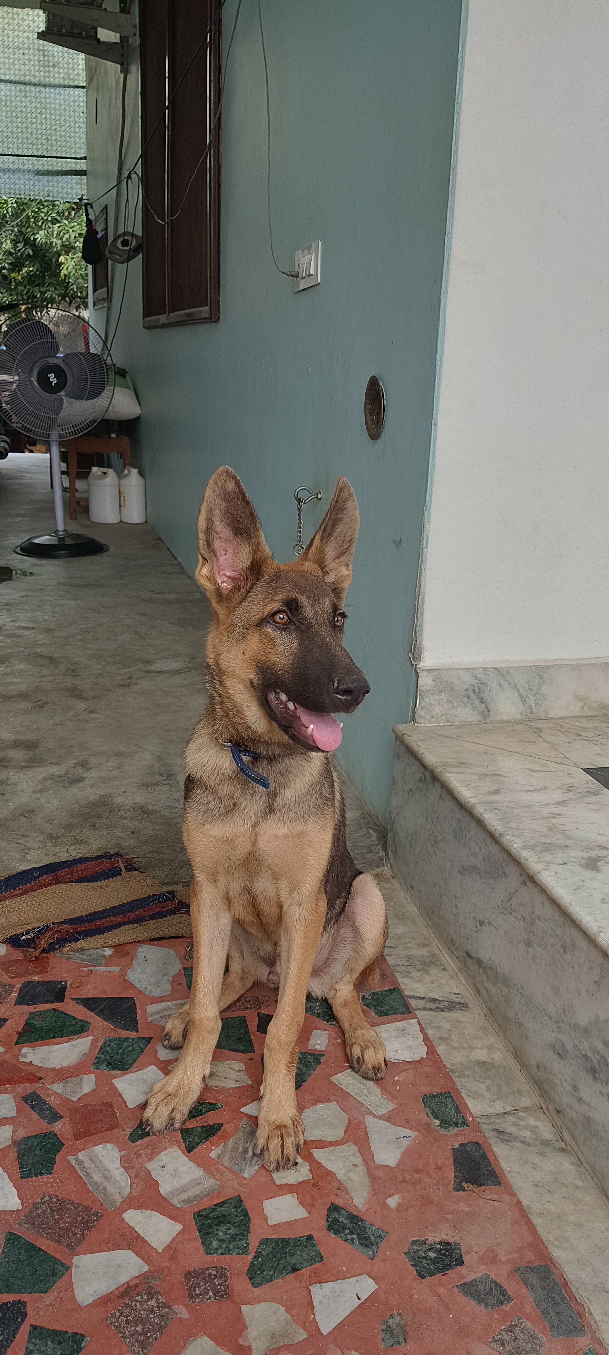 Dog for sale.