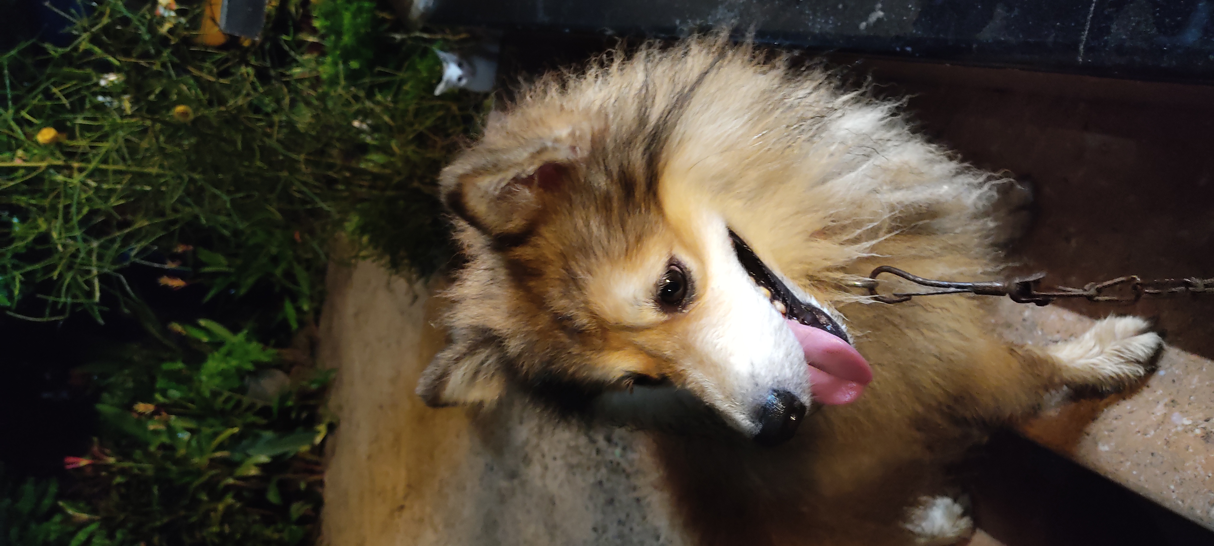German Spitz