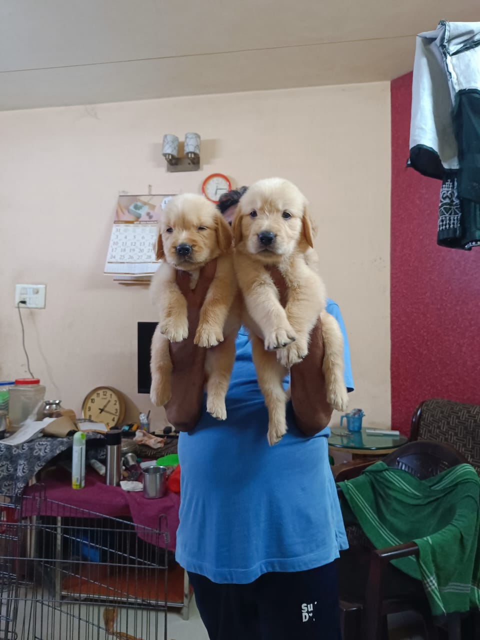 Golden retriever