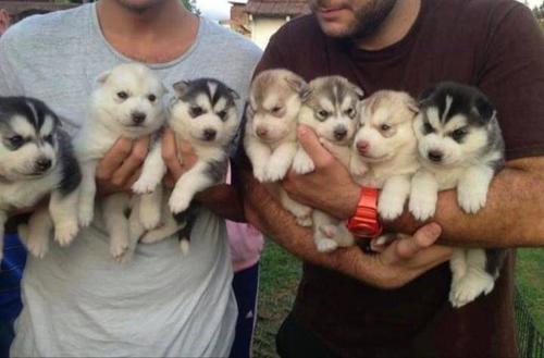 Husky