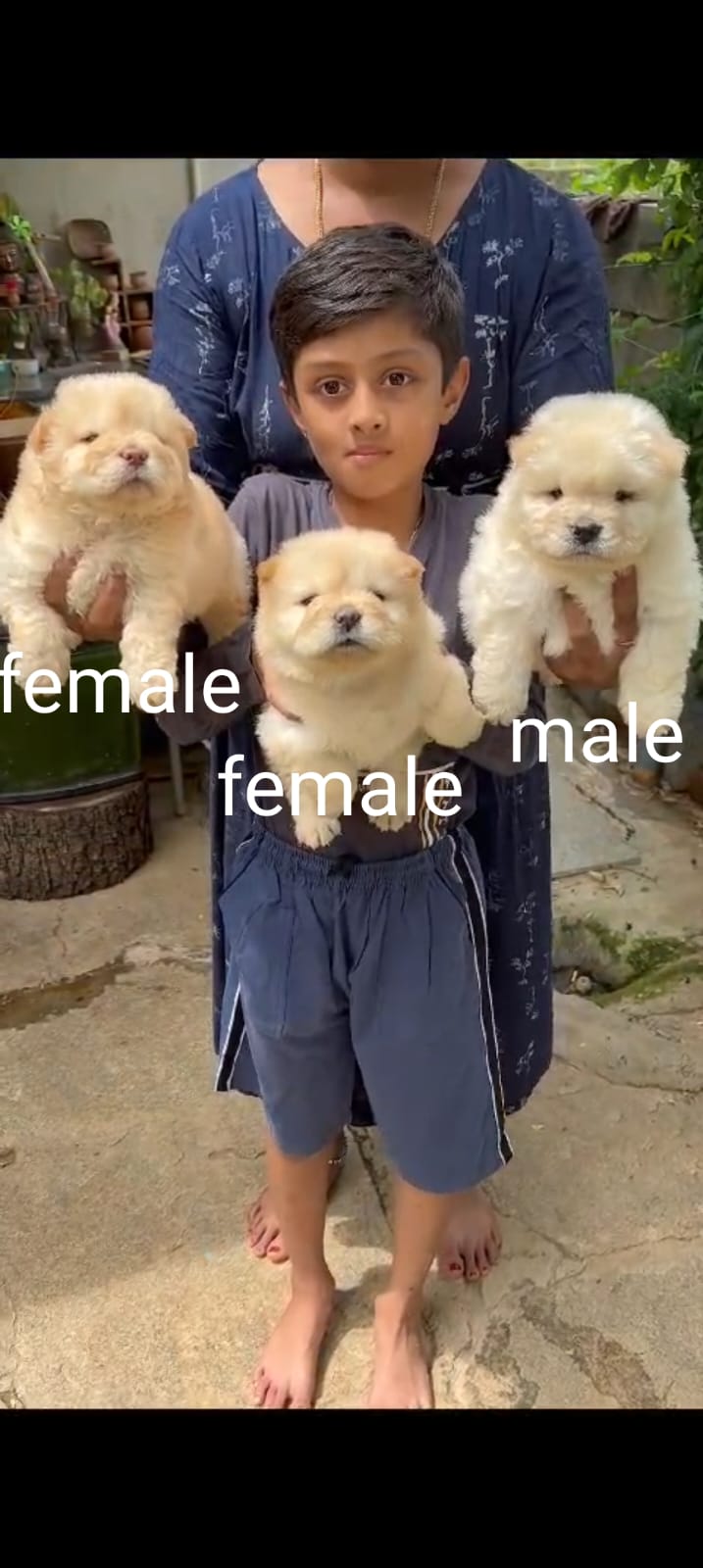 Chow Chow