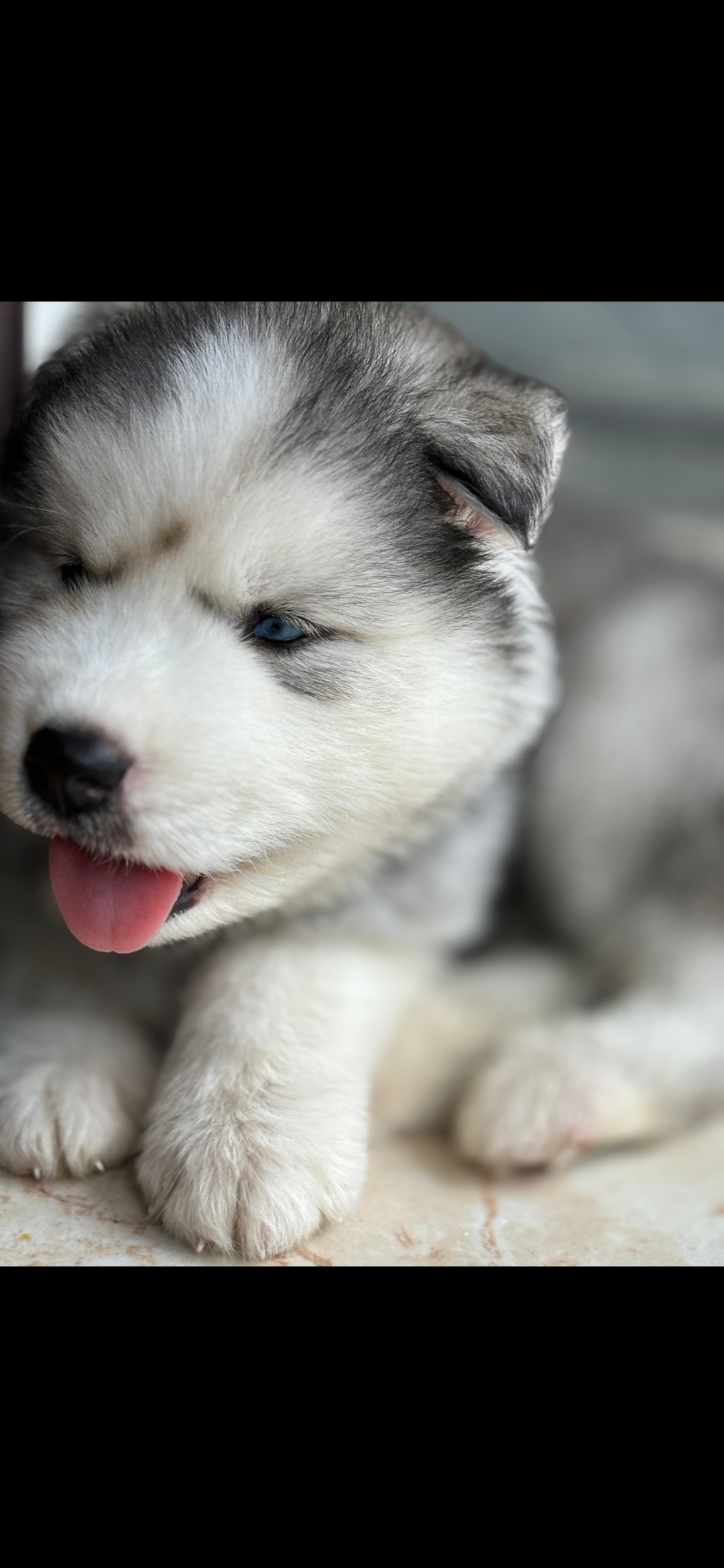 Husky