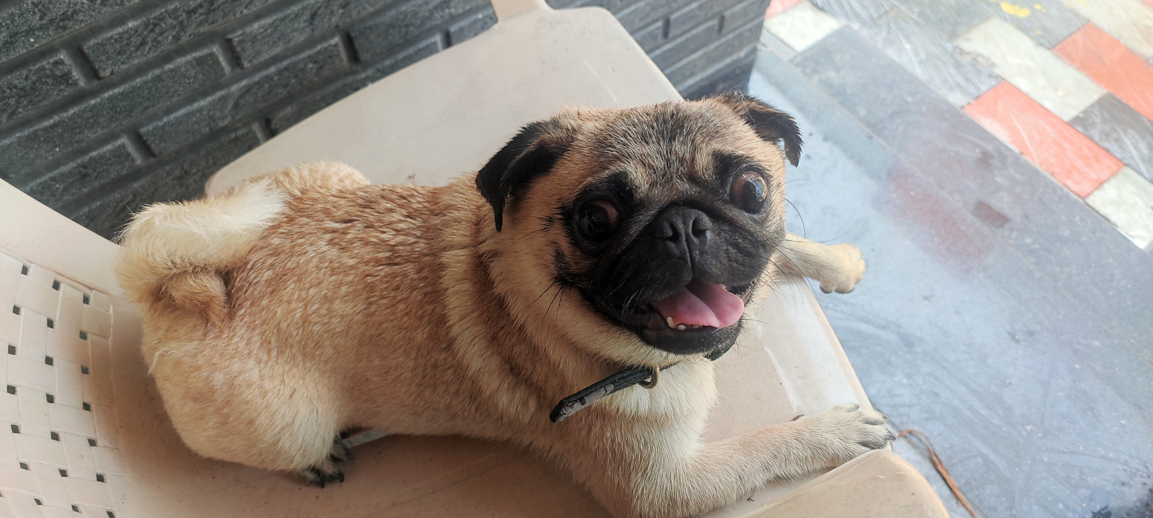 Pug for sale