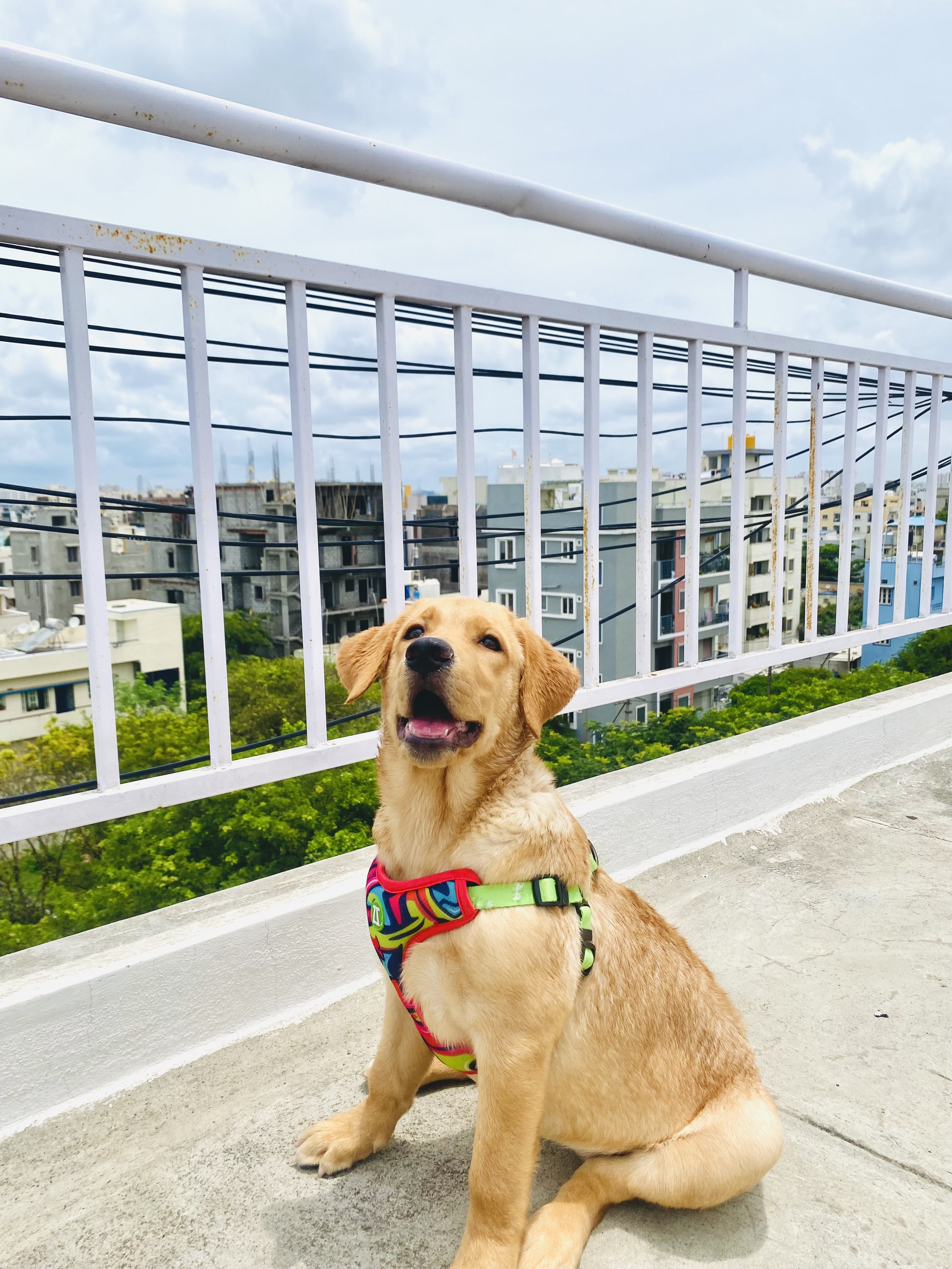 Labrador Retriever