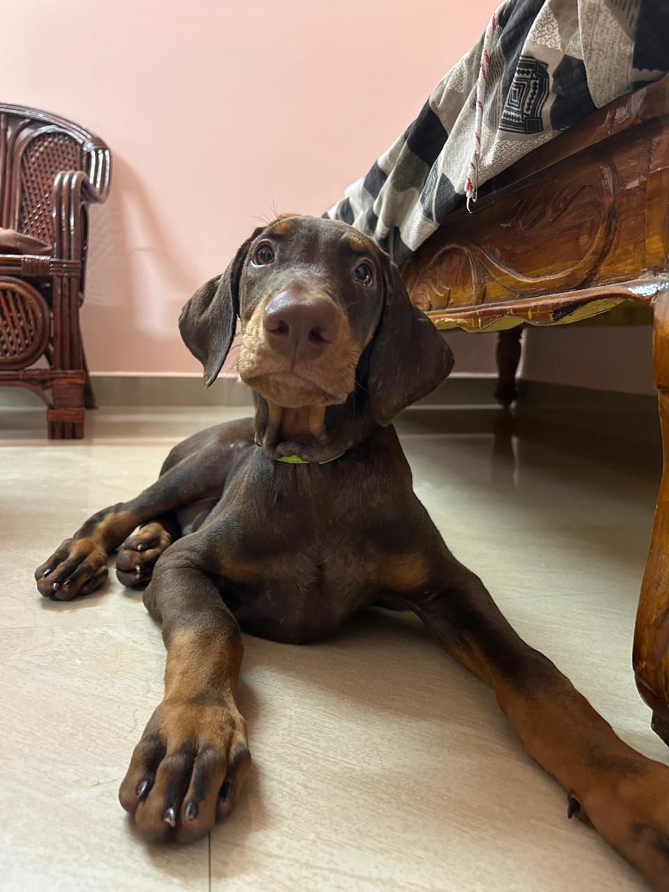 Doberman