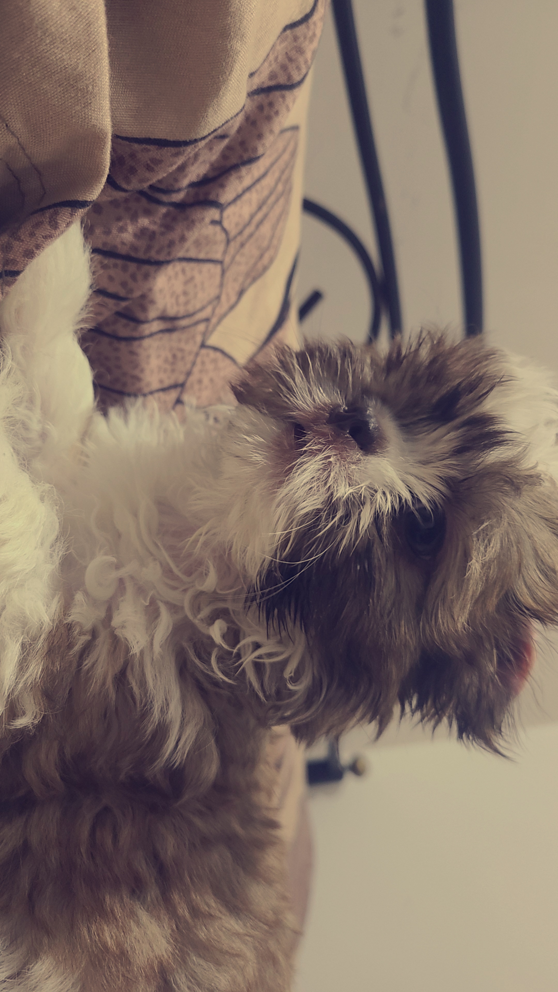 Shih tzu pups