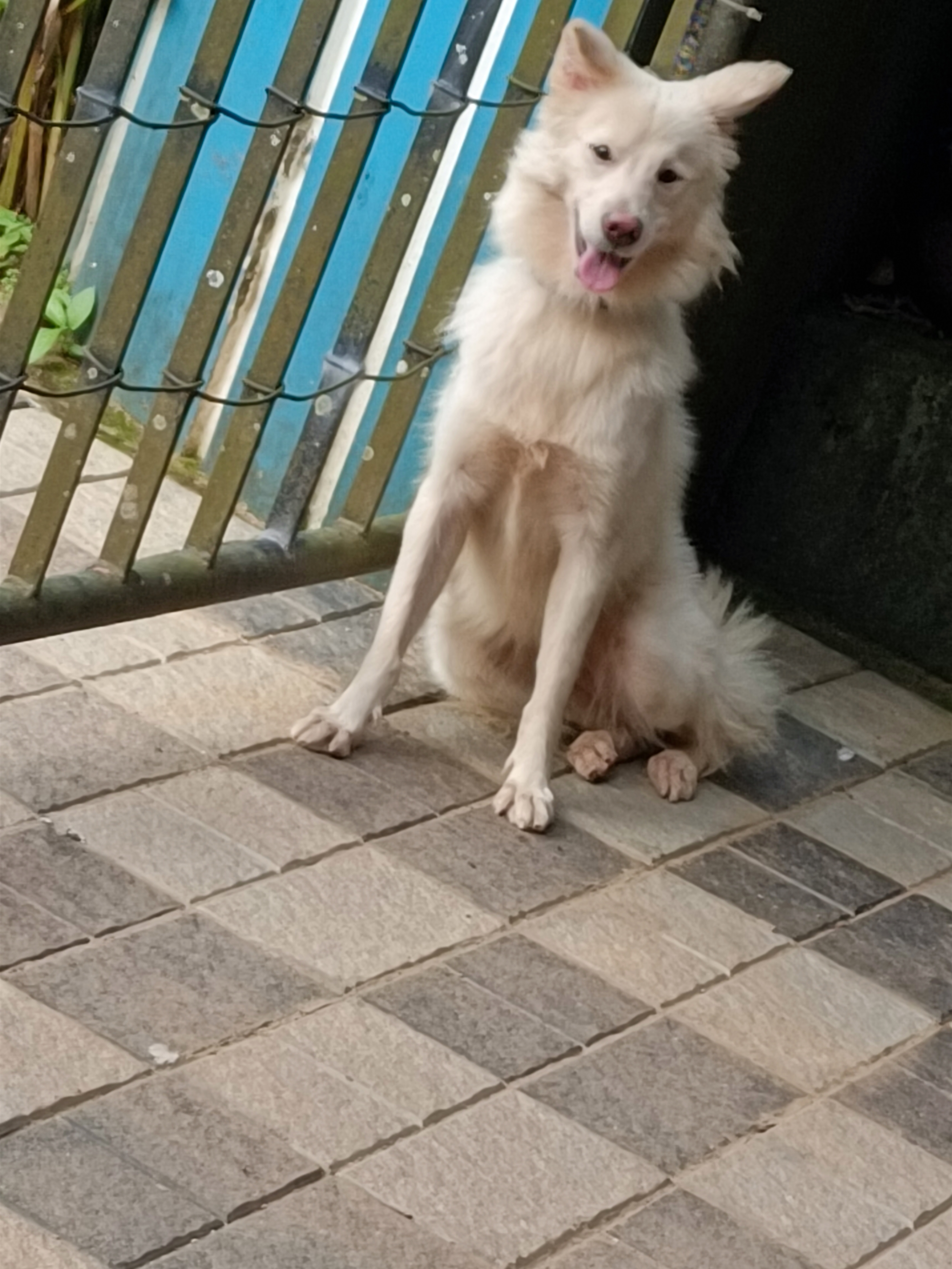 Spitz Dog for sale