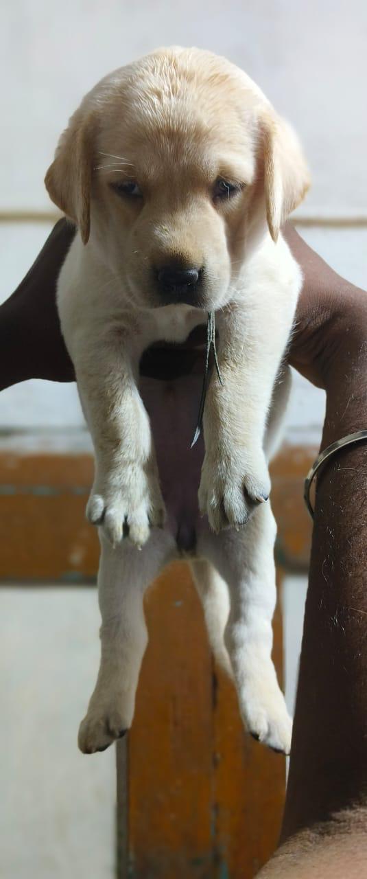 Lab