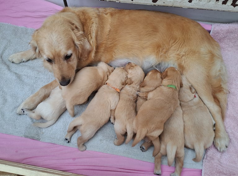 Golden Retriever