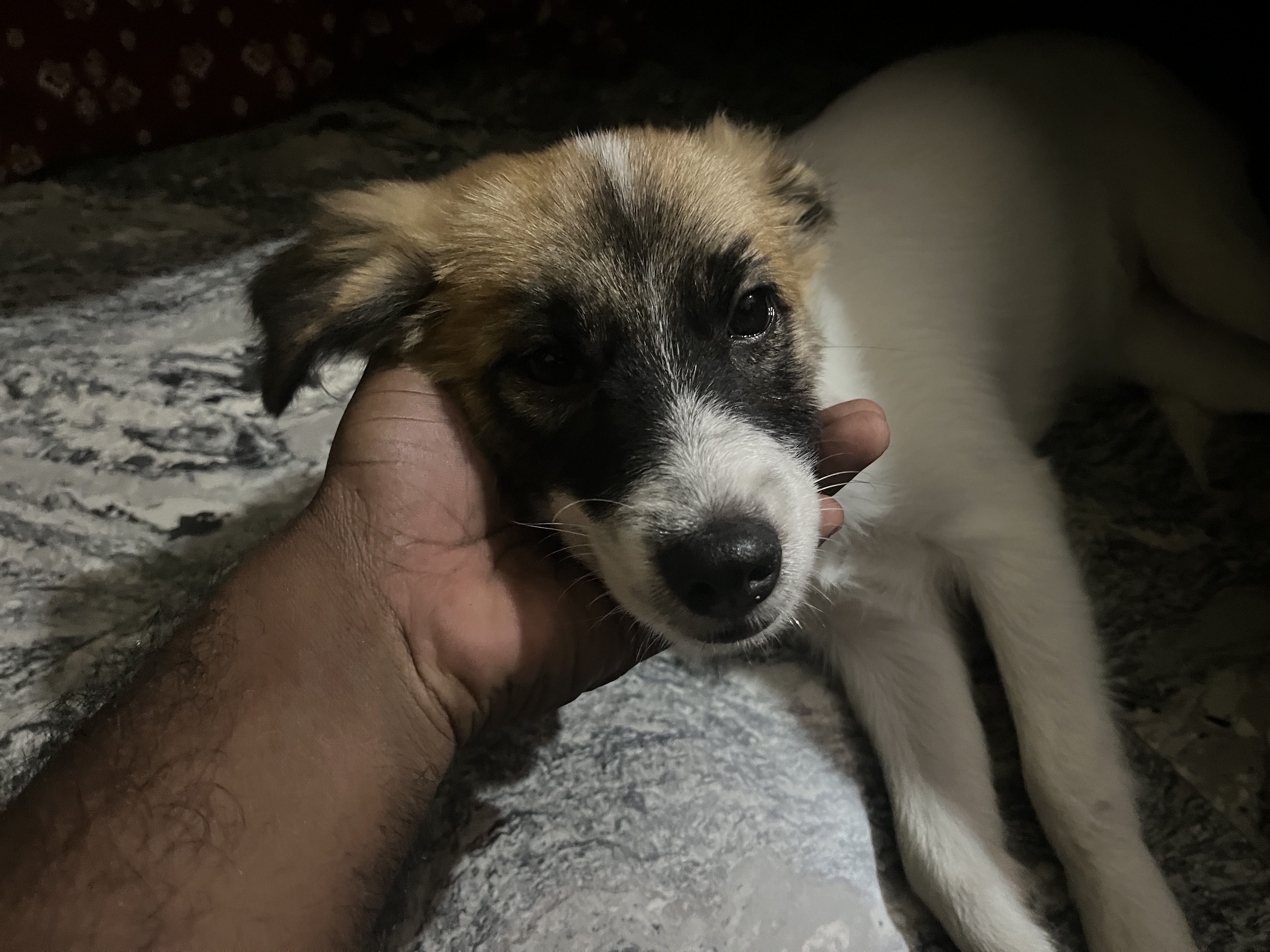 Schiperkee dog