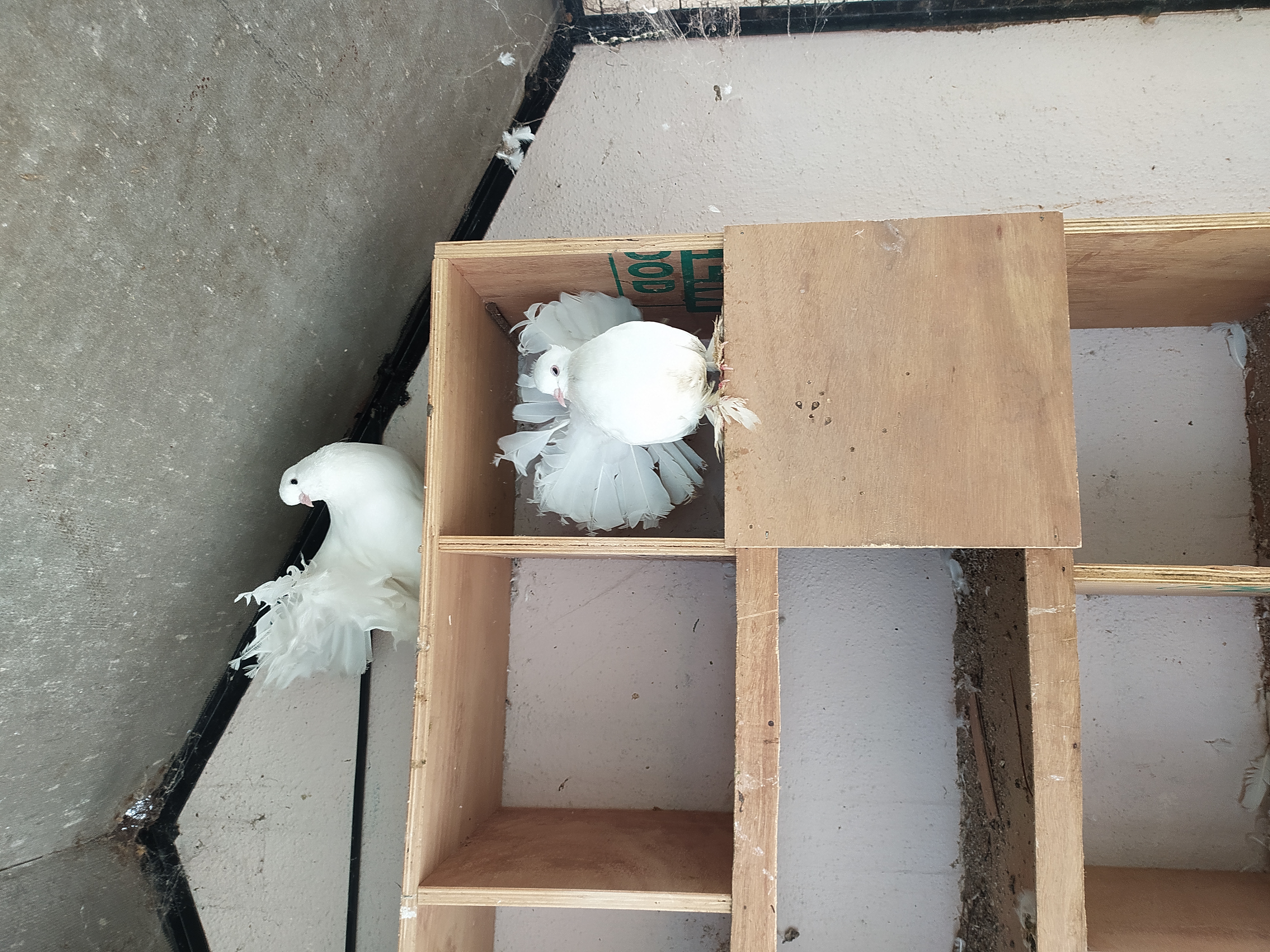 Fantail pigeon