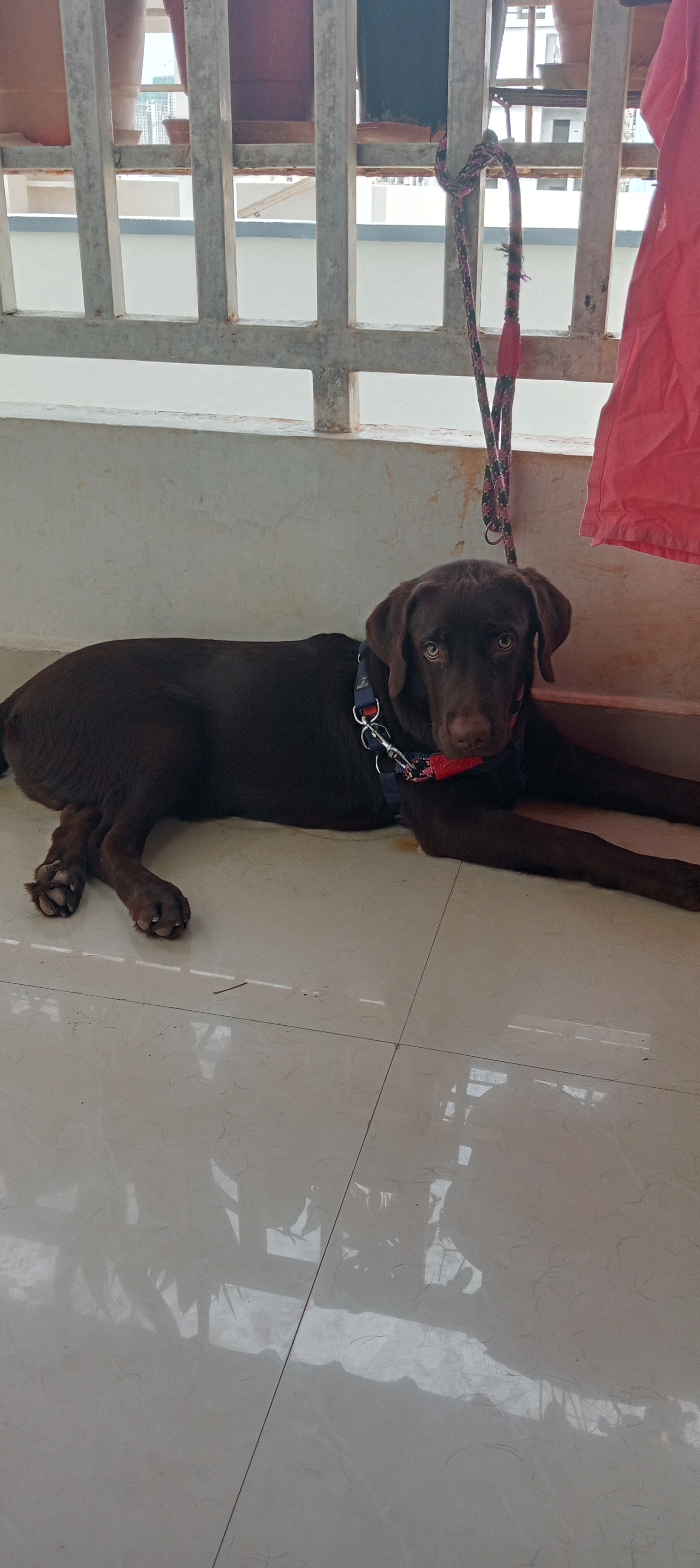 Labrador