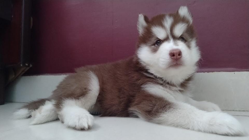 Husky puppies