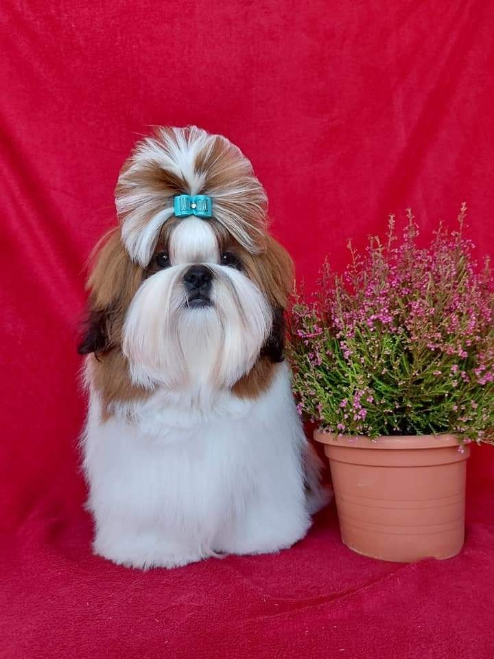 Shih Tzu puppies