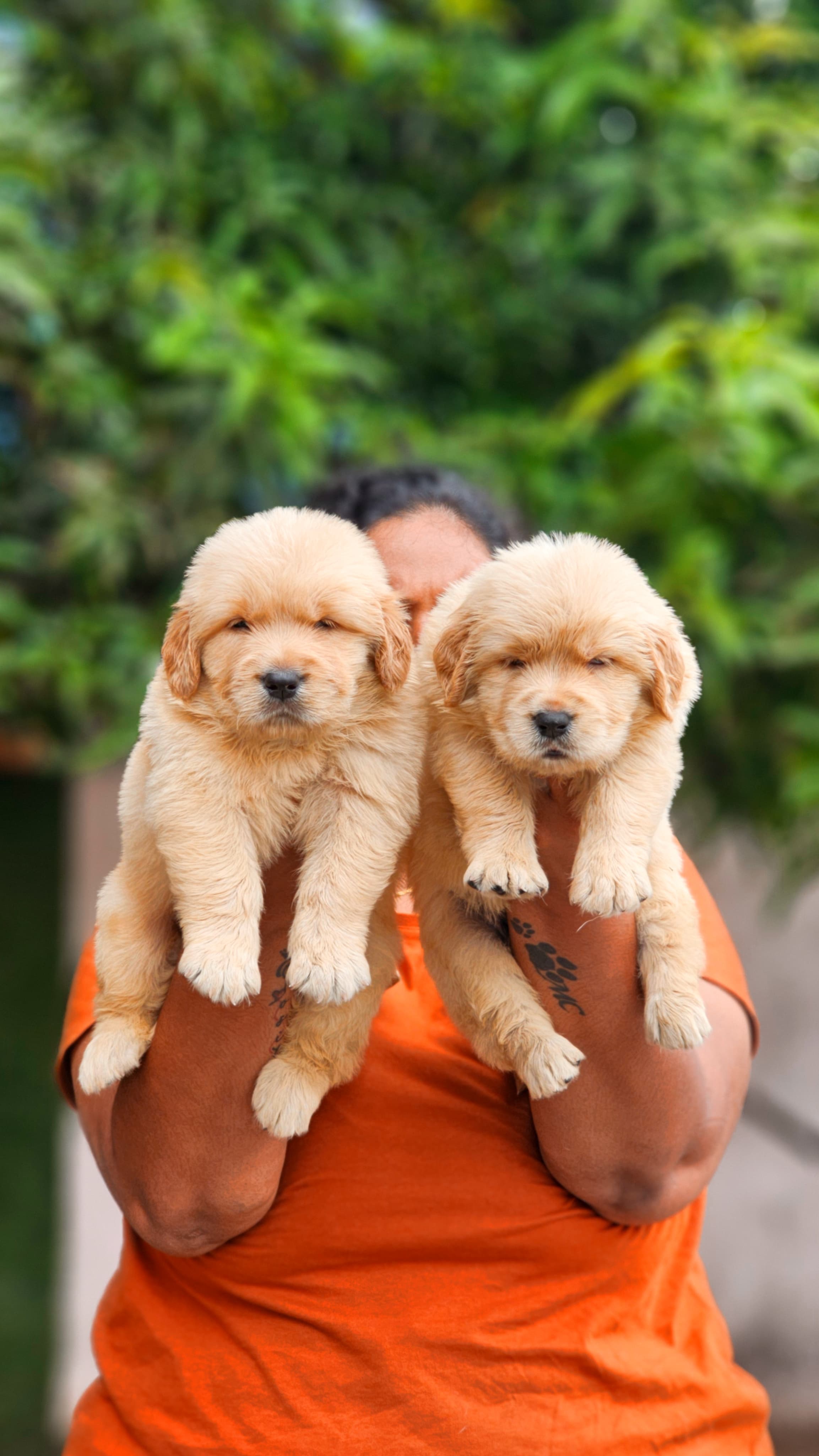 Golden retriever