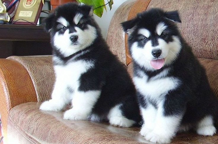 Husky