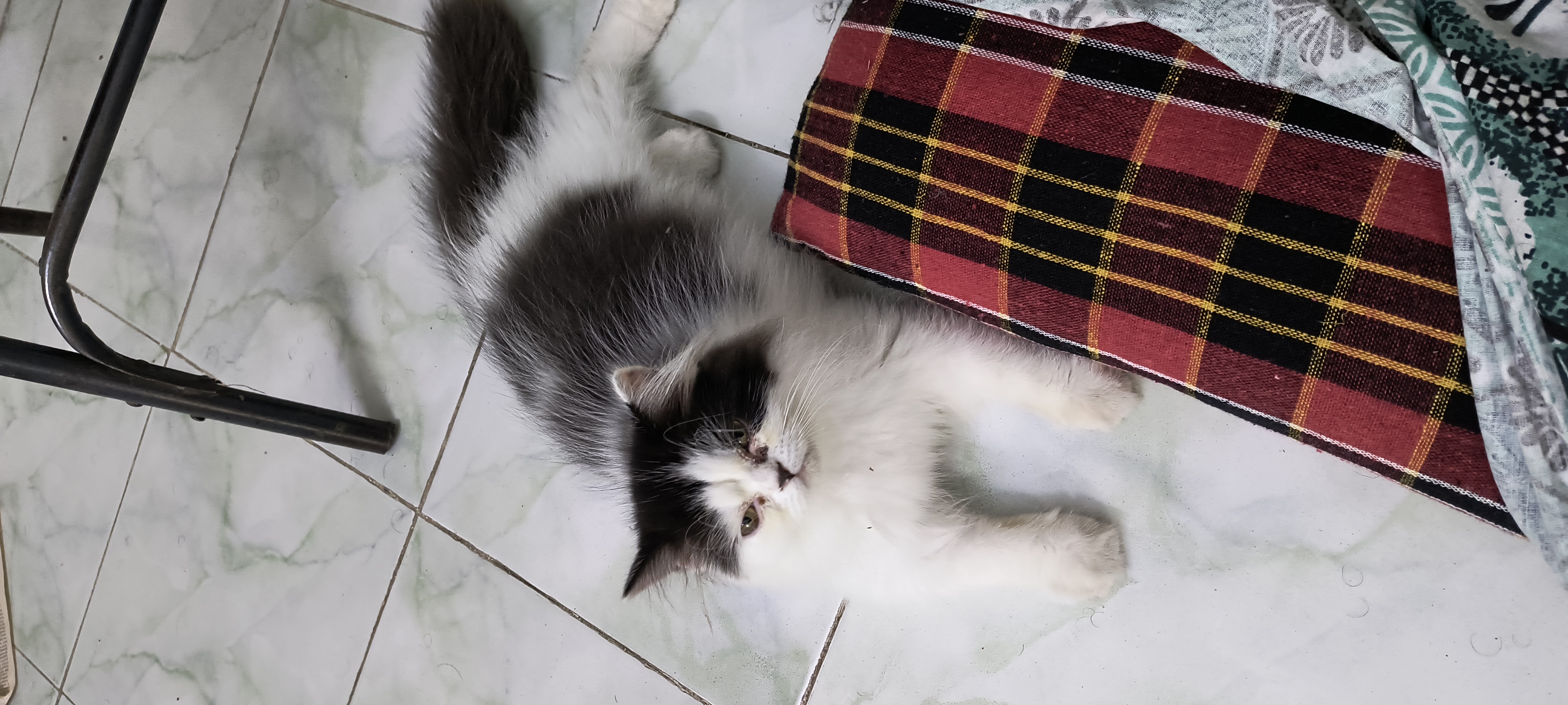 Persian cat