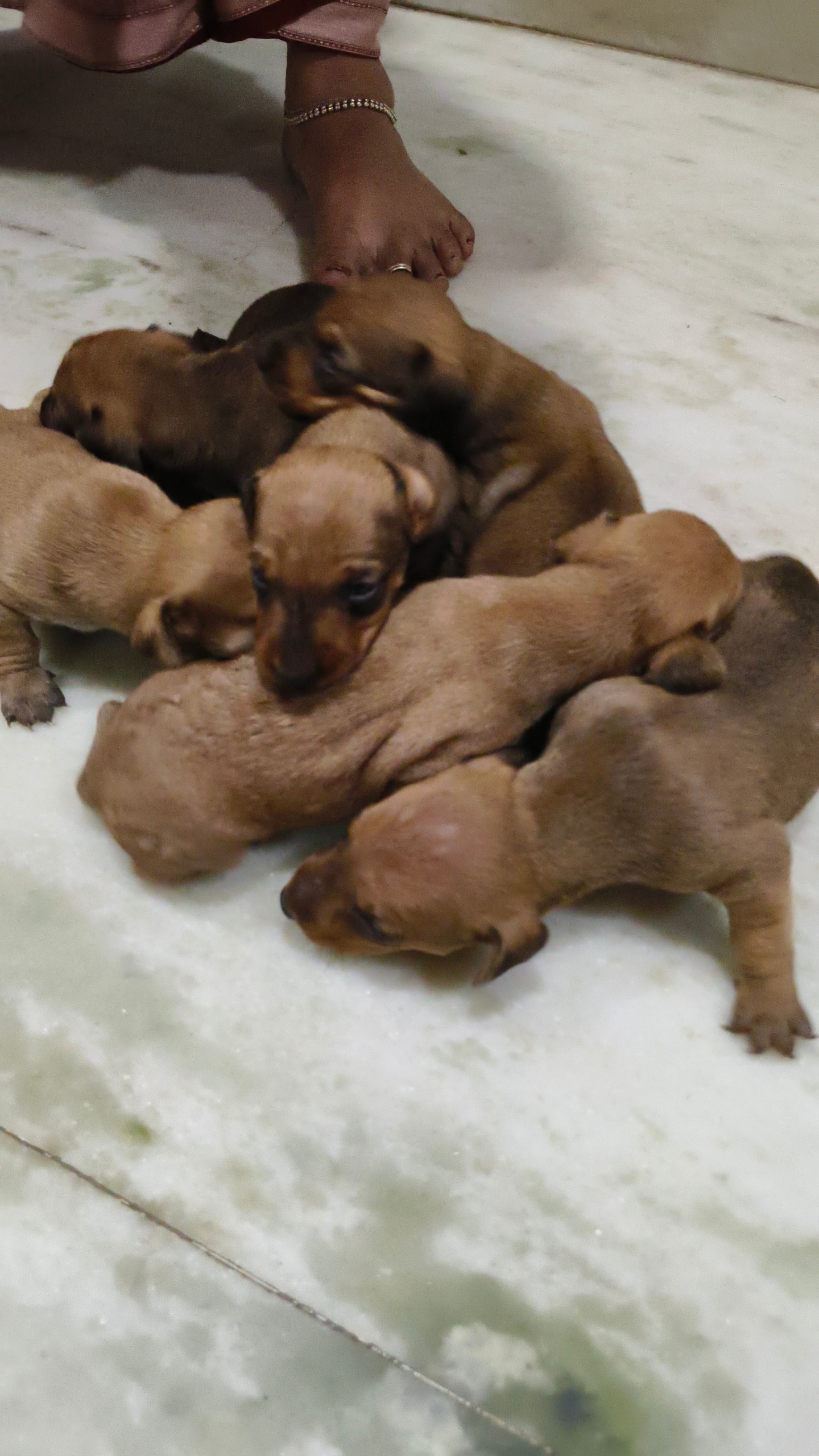 Dachshund