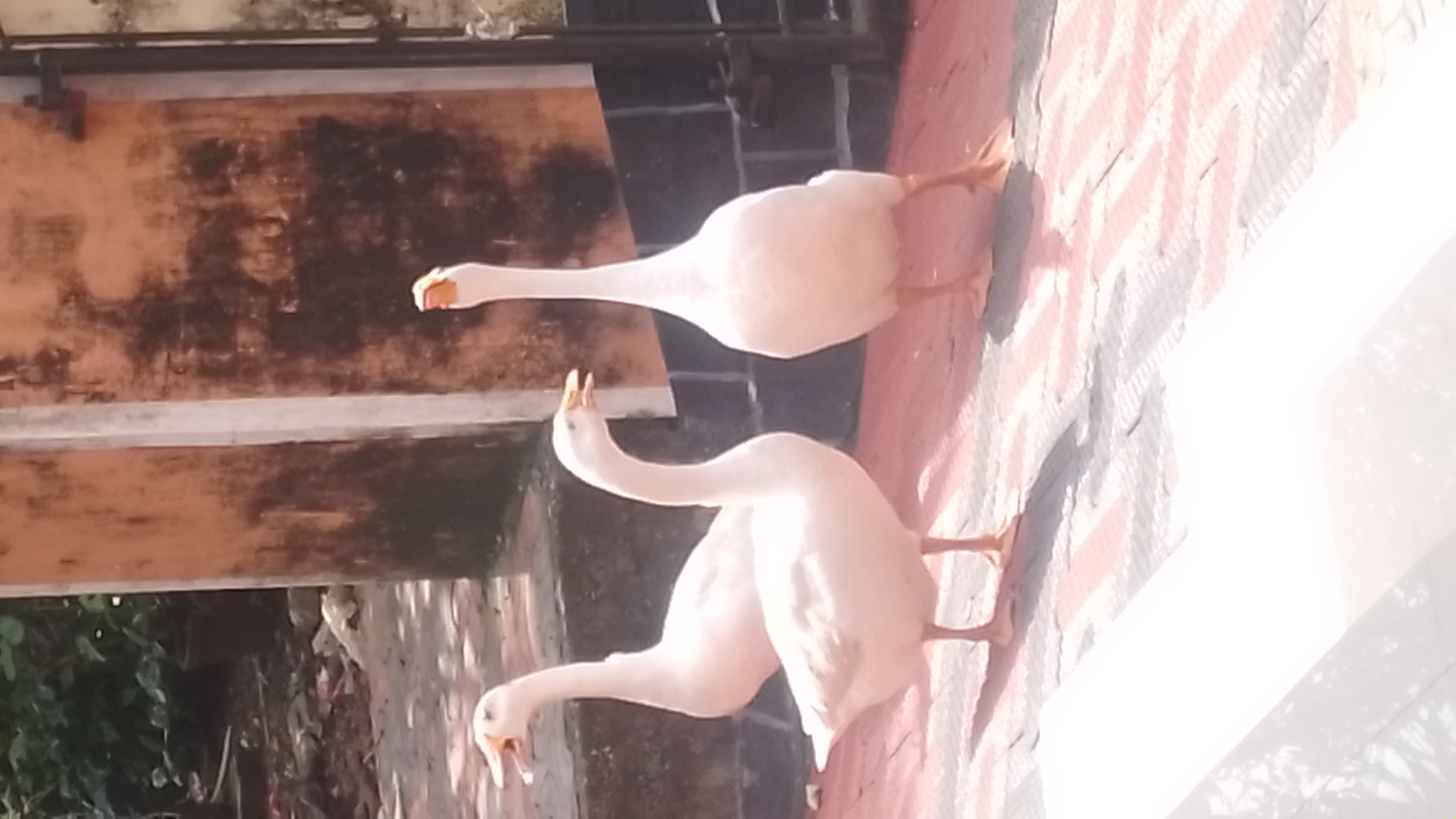 Goose