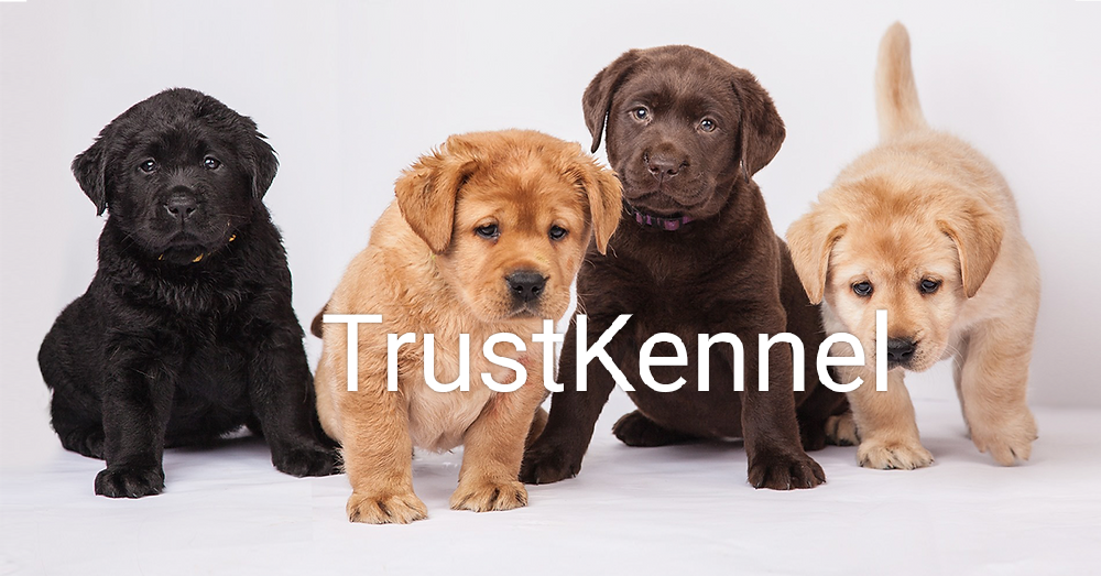 Trust Kennel Labrador Puppies Available in Delhi
