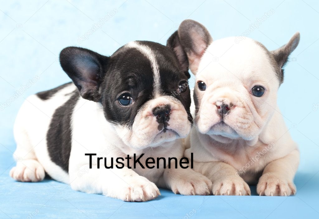 French BullDog Puppies Available For Sale TrustKennel