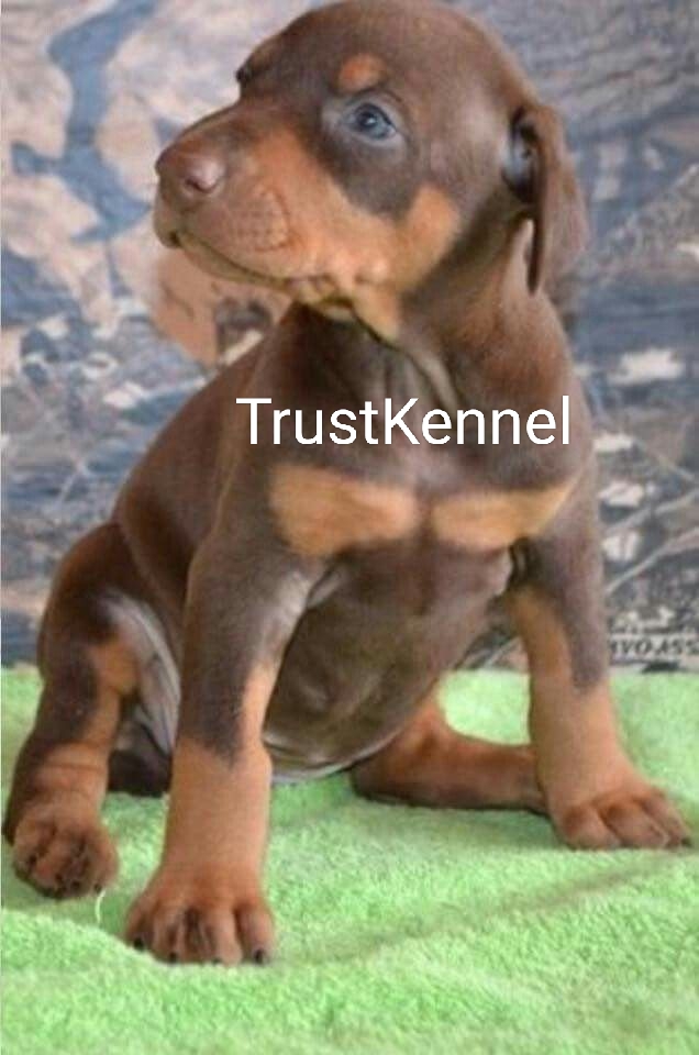 Trust Kennel Doberman Puppies For Sale Delhi
