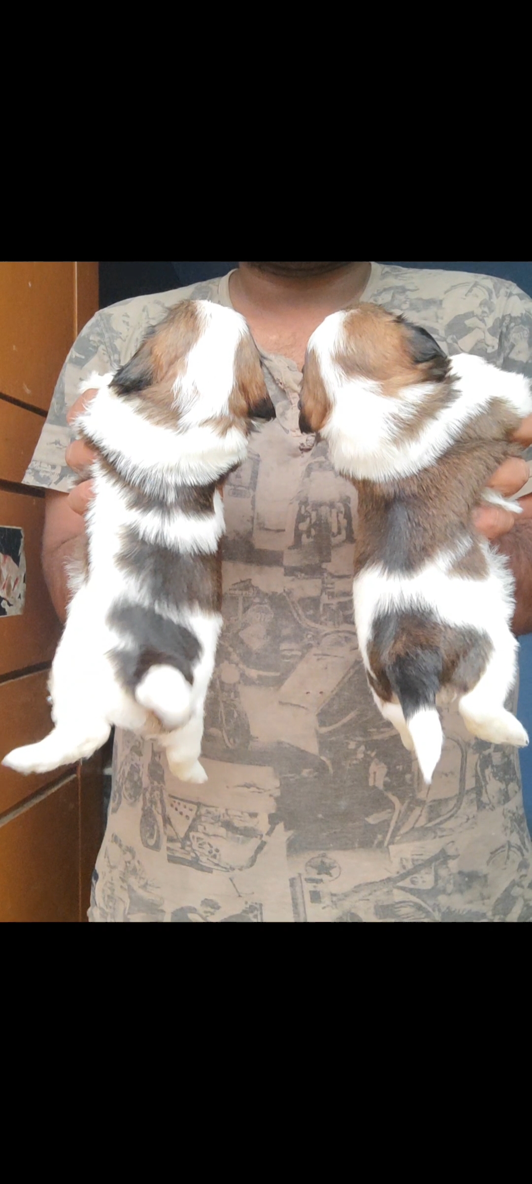 Shih tzu