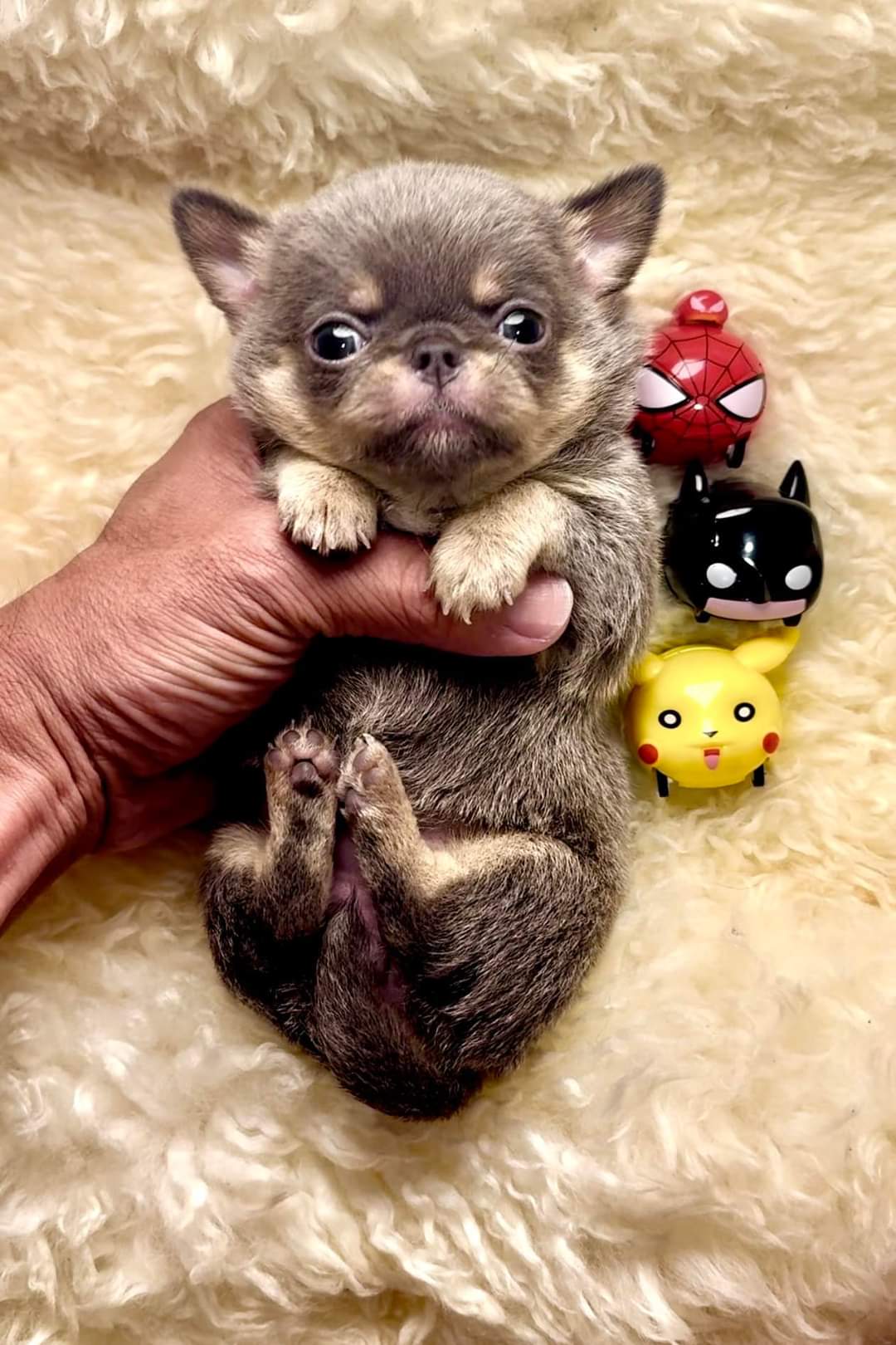 Chihuahua Puppies Available in Delhi Trust Kennel
