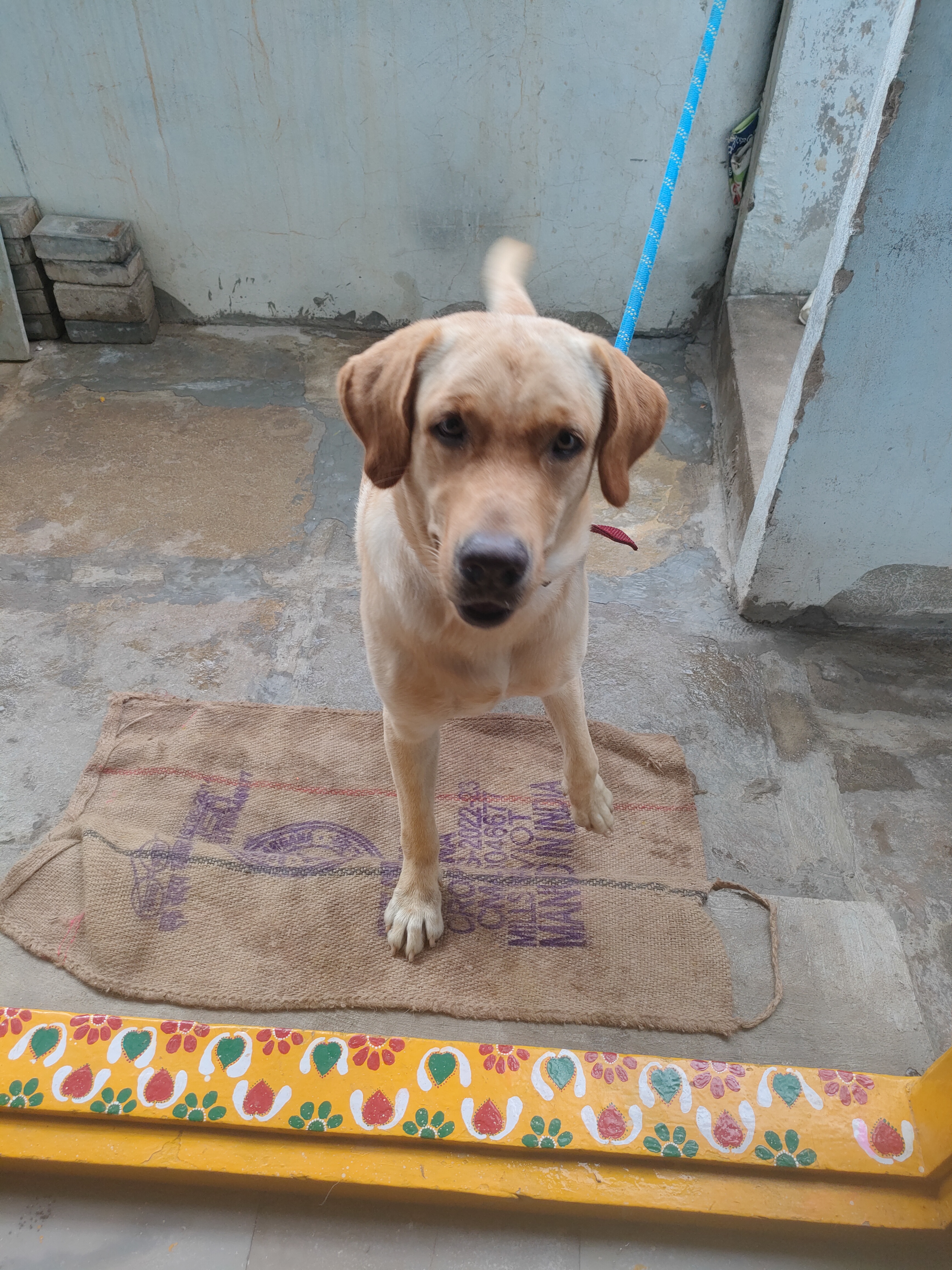 Lab MALE dog