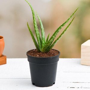 Ayurvedic Plant