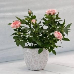 Flowering Plant
