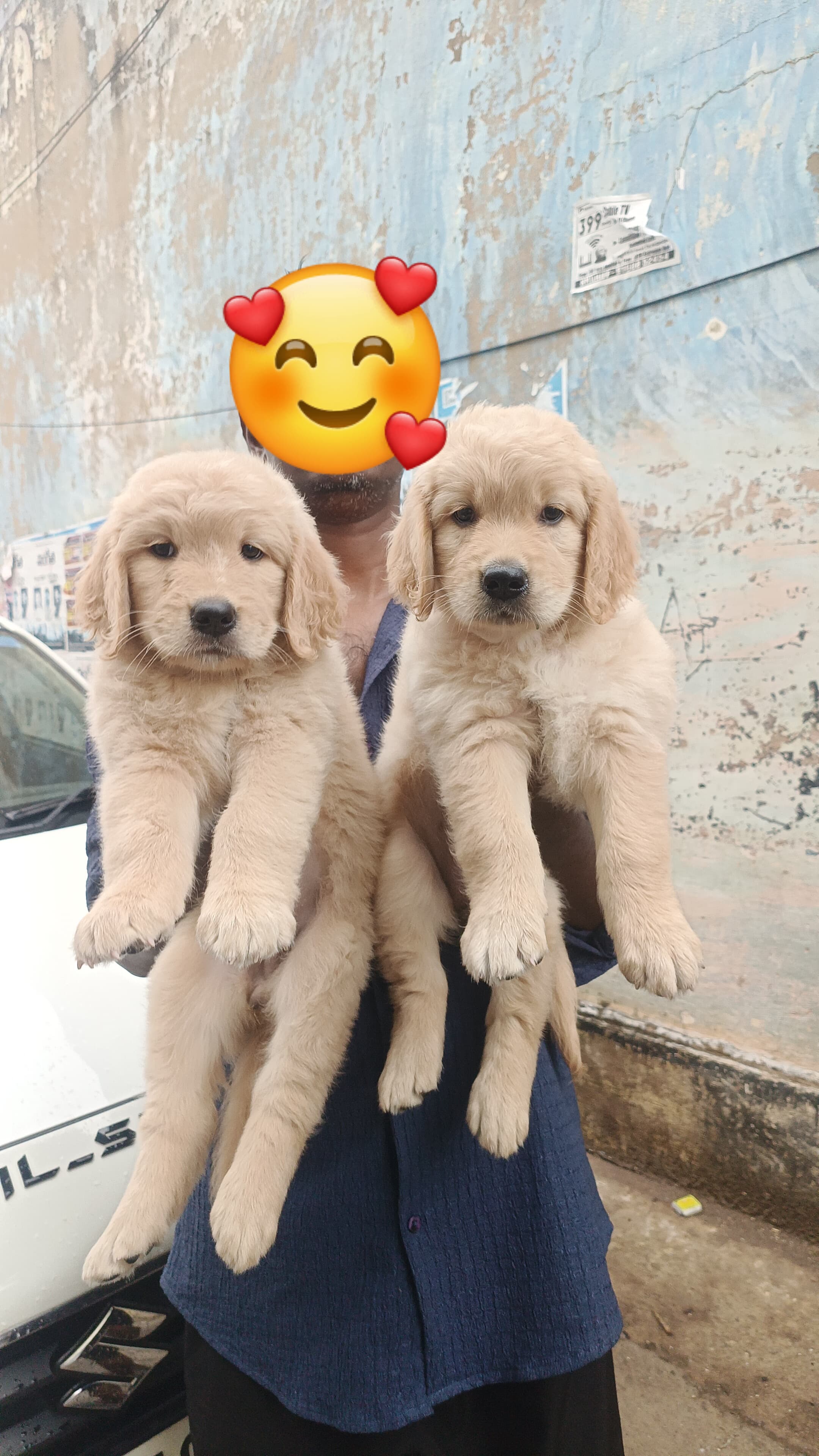 Golden retriever