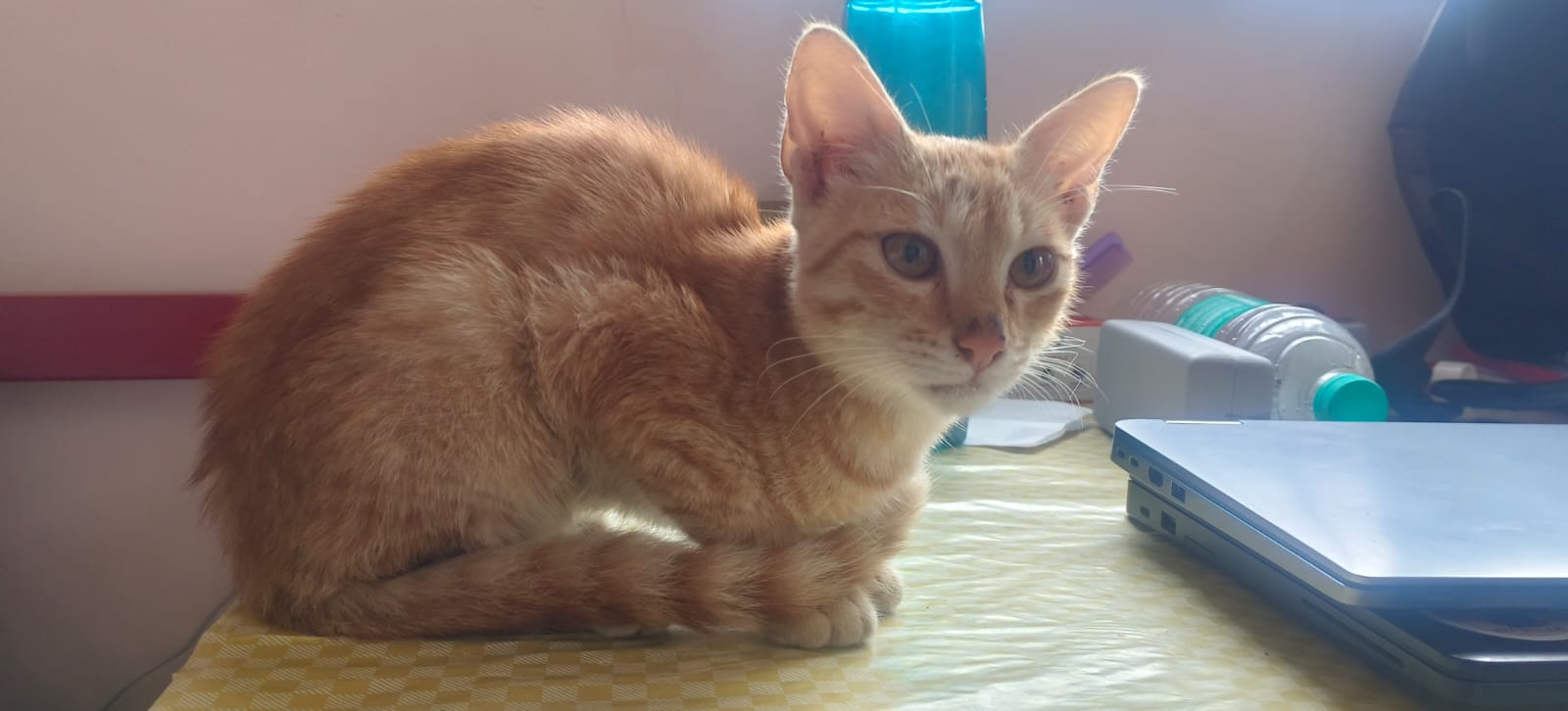 Persian Cat