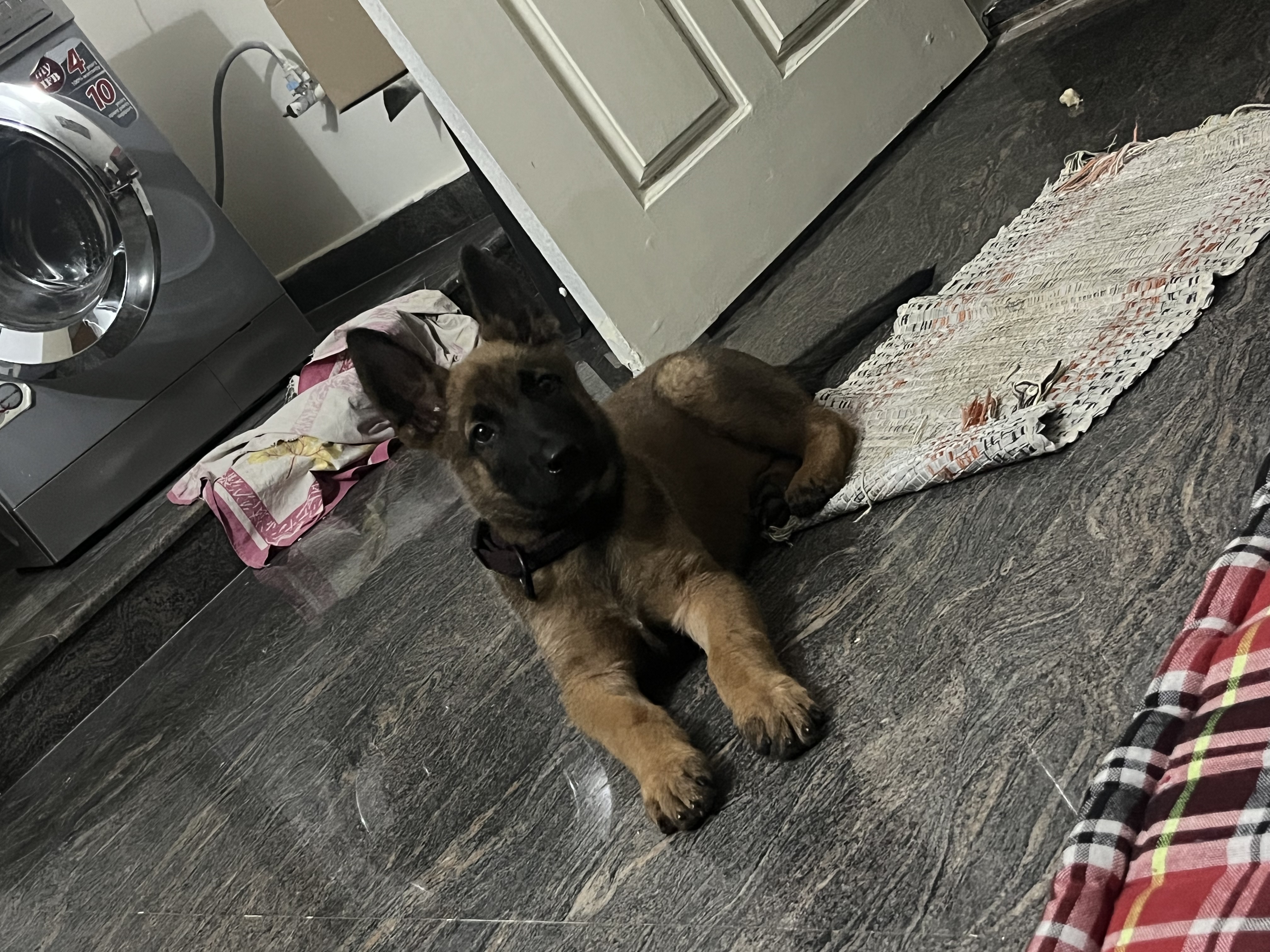 Belgium malinois