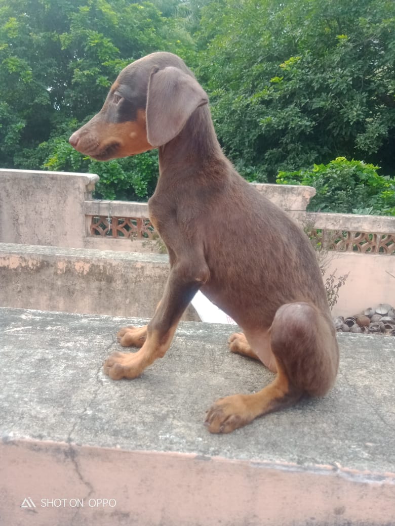 Doberman