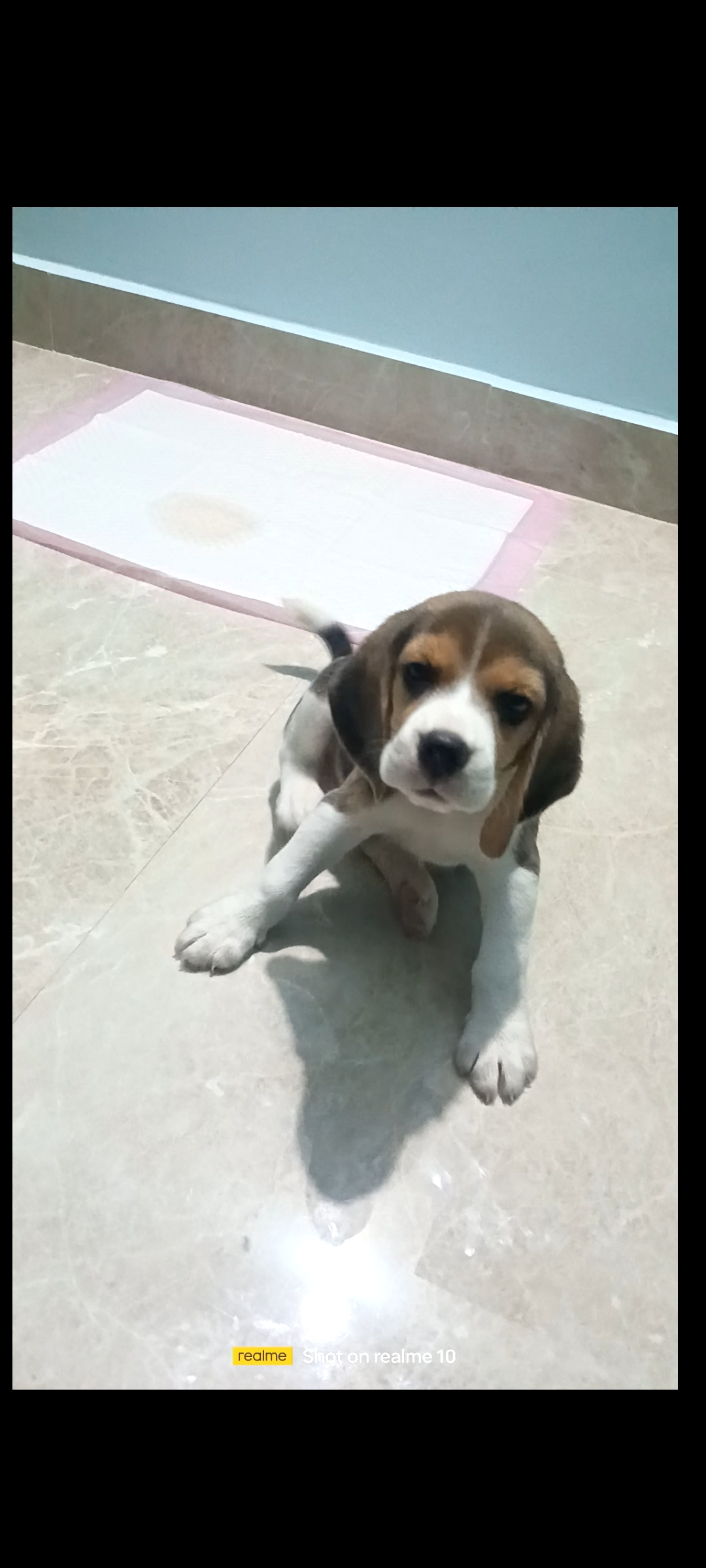 Begale dog