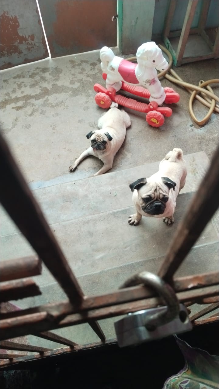 Pug