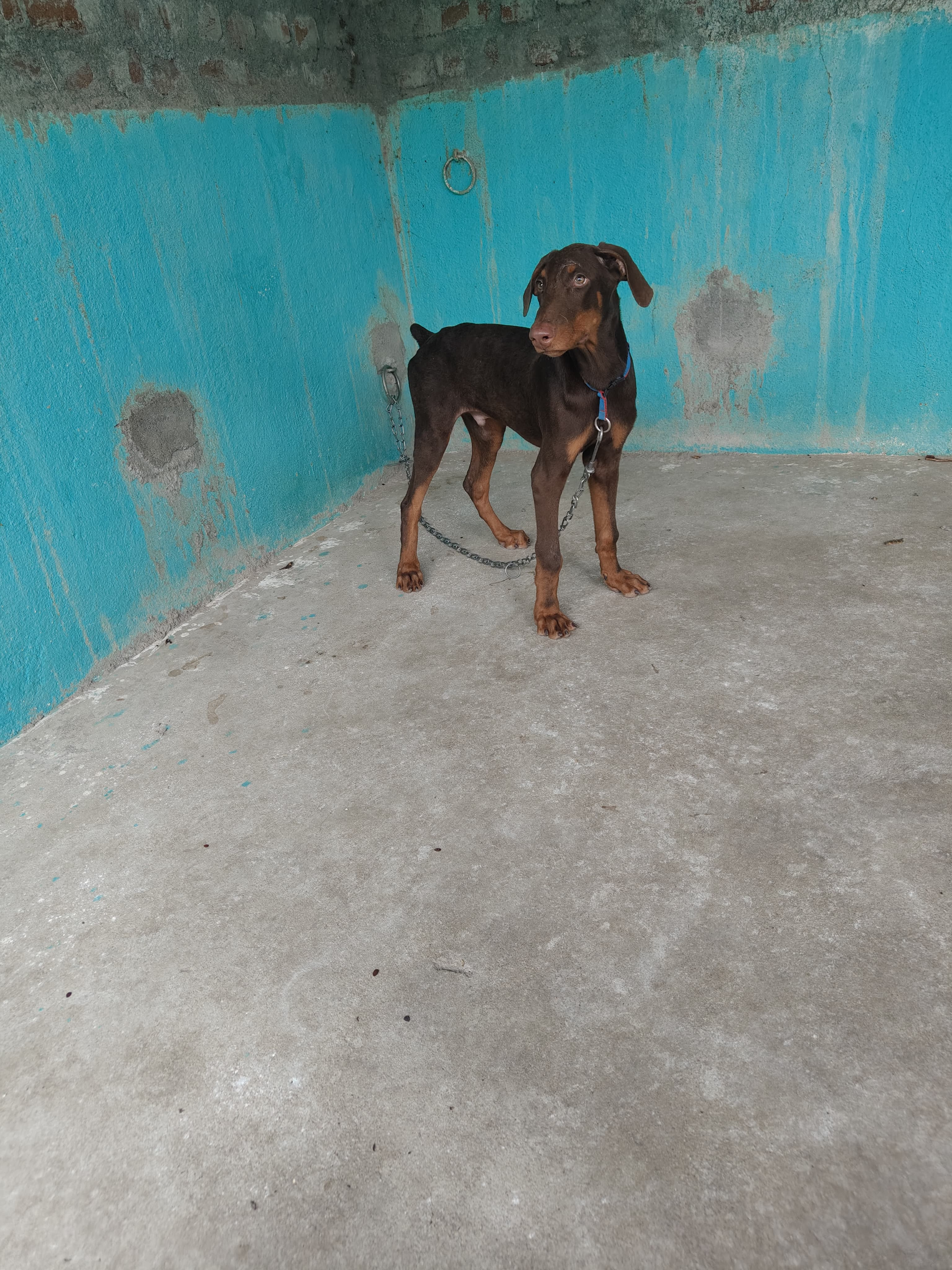 Doberman