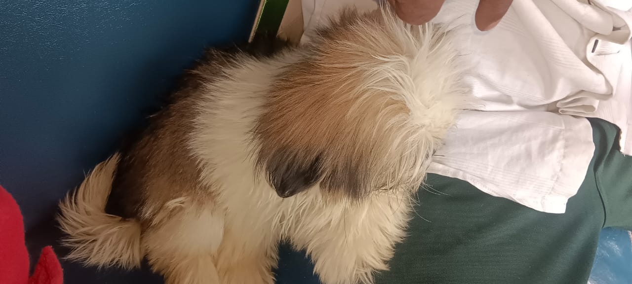 Pets