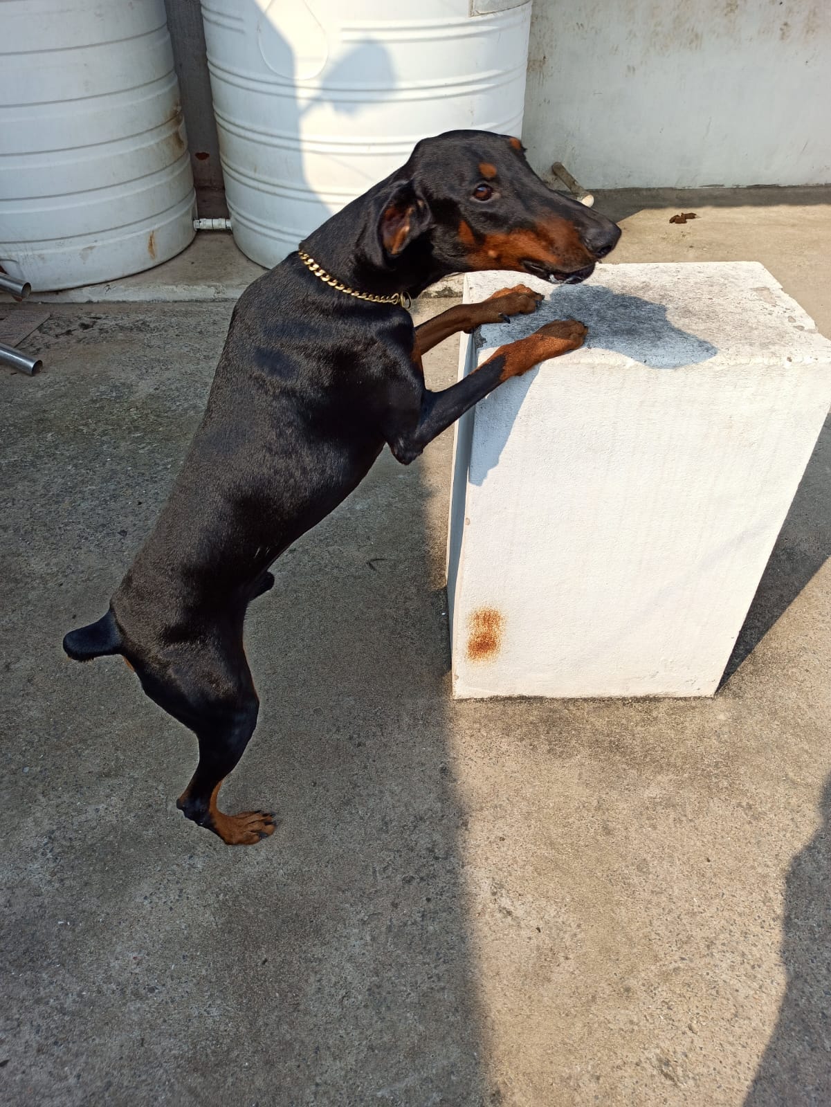 Doberman dog