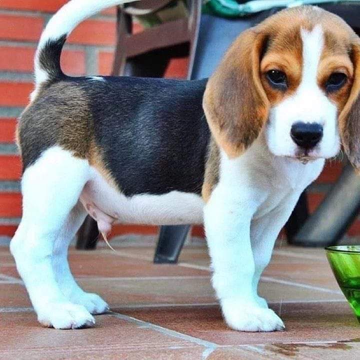 Beagle puppy for sale