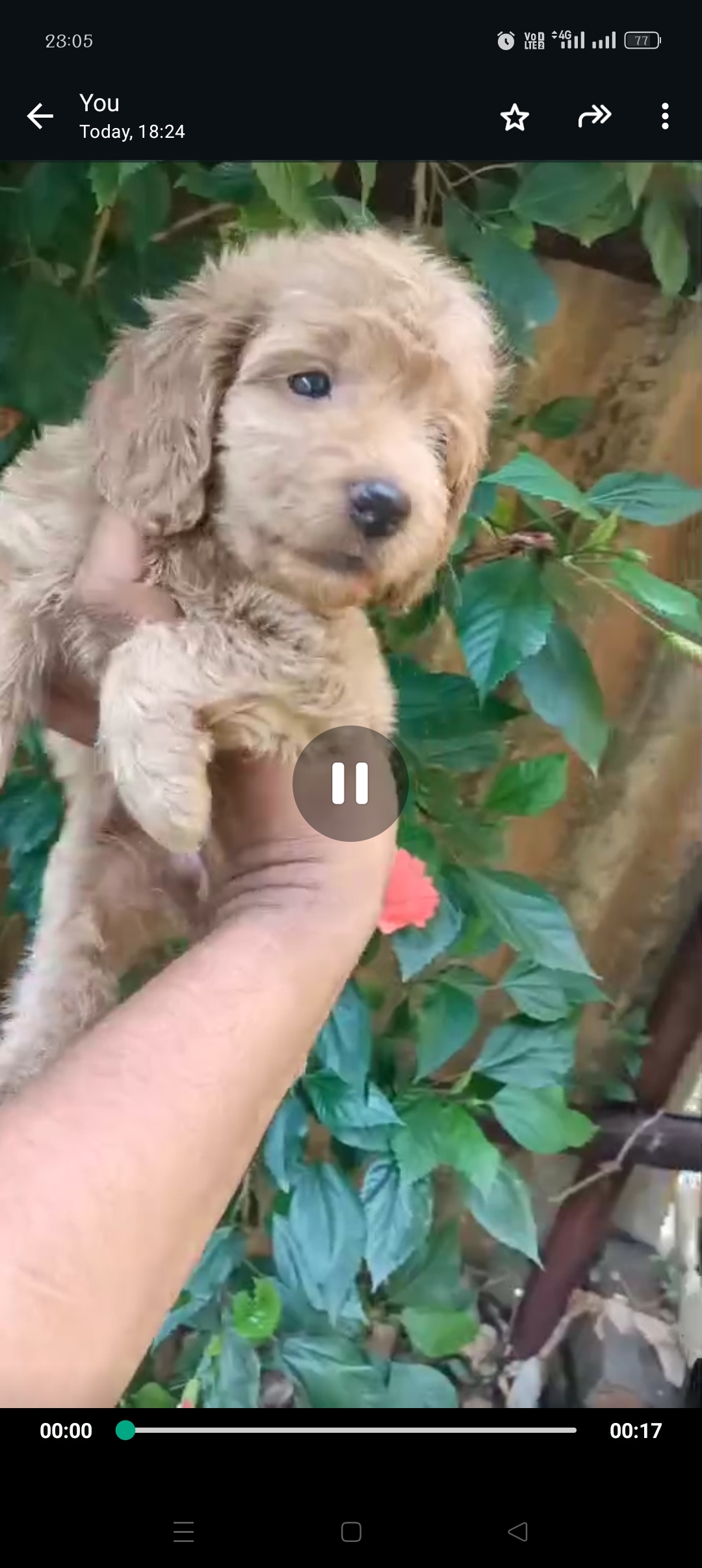 Poodle dog for sale