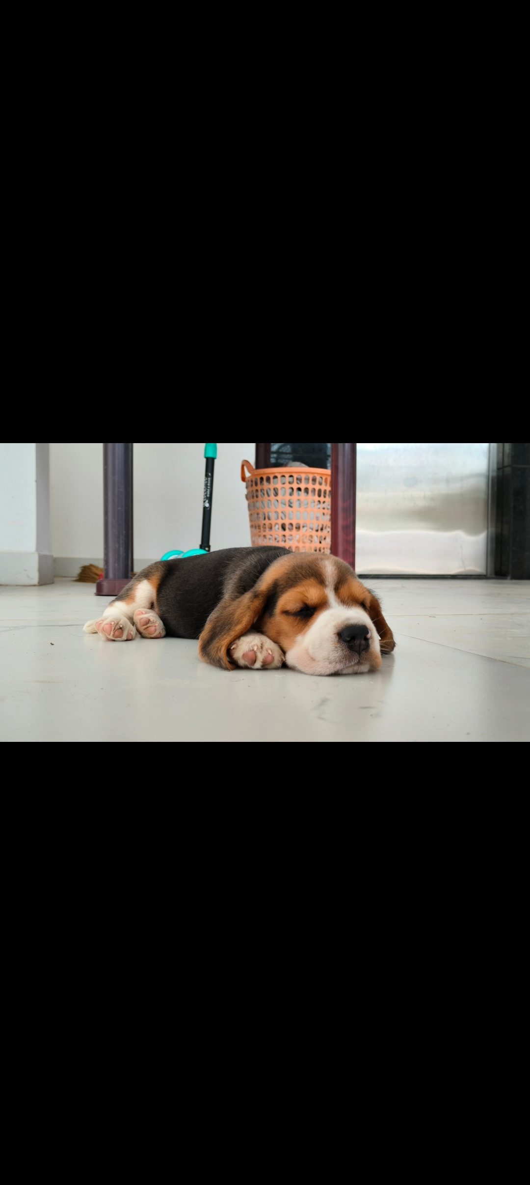 Beagle