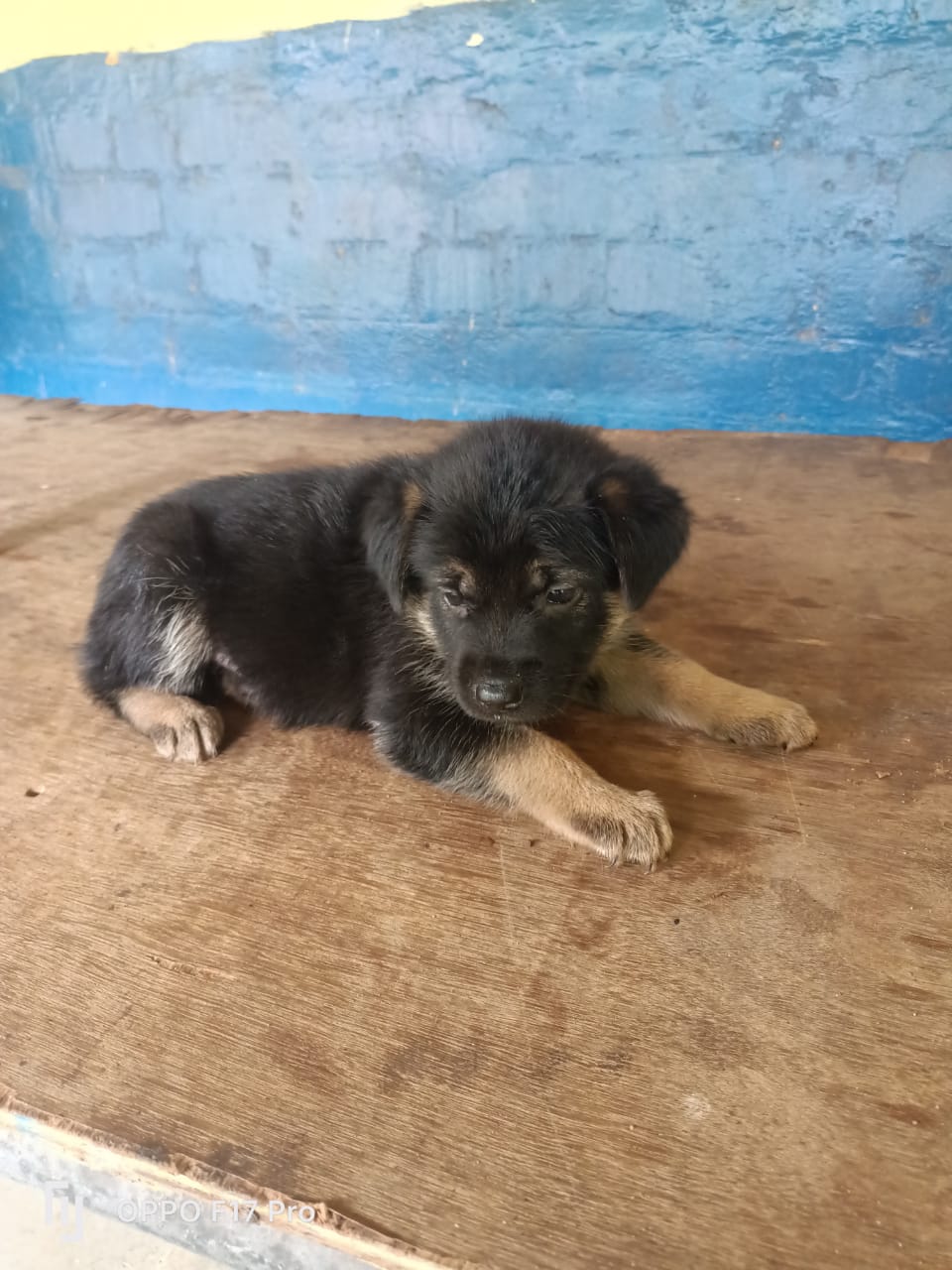German Shepherd